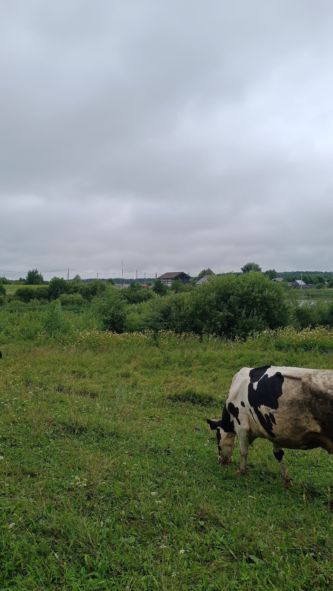 A black and white cow grazes in a lush green field under an overcast sky. In the background, a line of dense green trees separates the field from a small cluster of houses and structures, suggesting a rural or semi-rural setting. The overall impression is one of a serene, natural landscape.