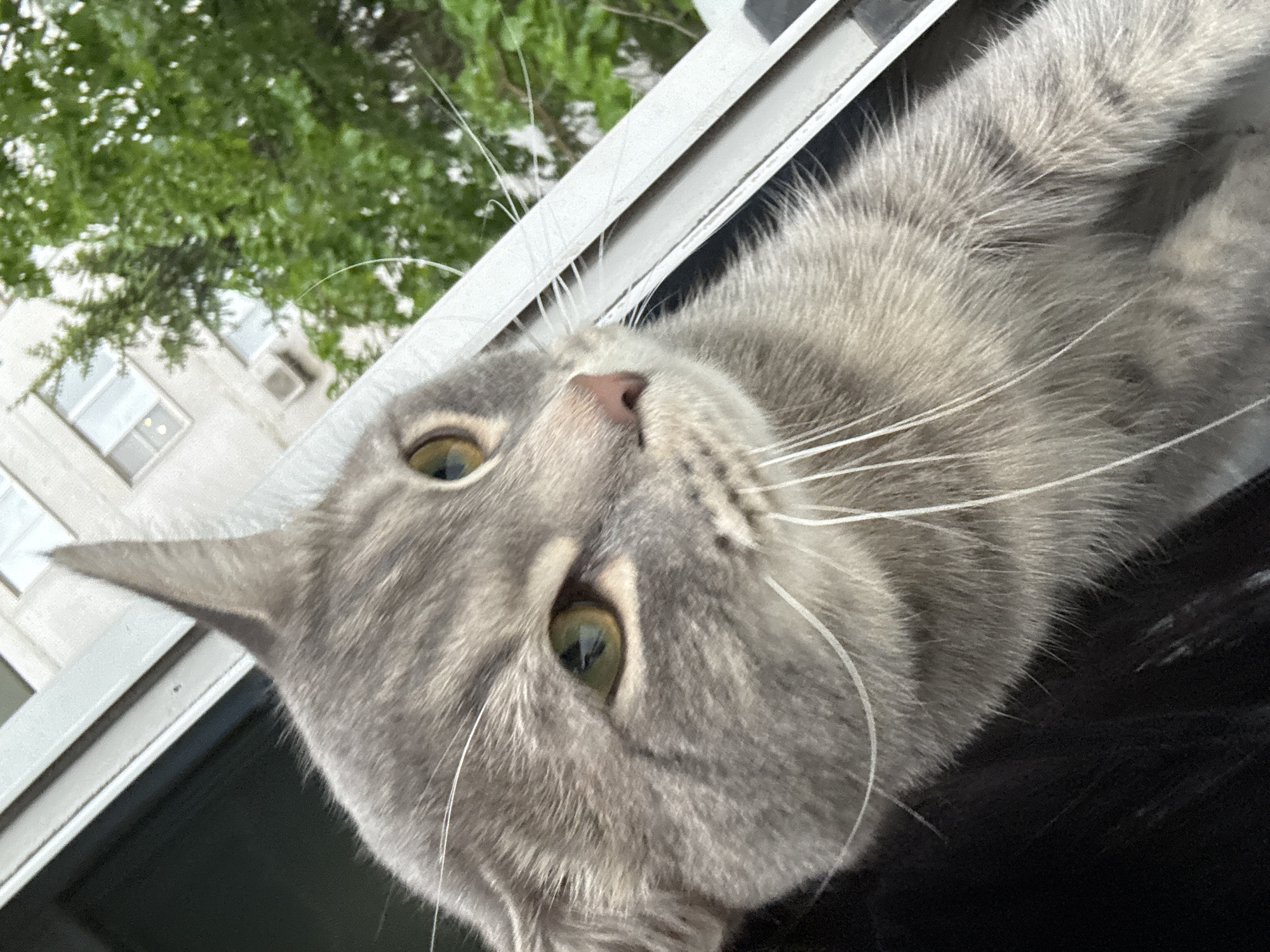 A gray cat is positioned close to the camera, appearing to look upward. The cat has green eyes, a pink nose, and numerous white whiskers. The background includes a white window frame and, beyond that, the blurry outline of trees and a white building. The photograph appears to have been taken indoors near a window. The location is not specified.