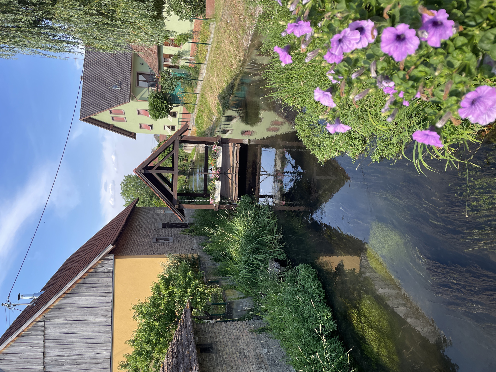 This is an image of a picturesque canal or river running through a village. On the left side of the image, there are two buildings. The building in the foreground is a rustic structure with a weathered wooden facade and a sloping, dark-tiled roof. It also has a yellow section of wall. Behind it, another building has a green facade, a dark-tiled roof, and red-trimmed windows.
A wooden bridge or structure crosses the canal. The canal itself is bordered by lush green vegetation, including tall grasses and flowering plants, notably purple petunias in the foreground. The water is clear, reflecting the buildings and the sky, and appears to have aquatic plants growing beneath the surface.
The scene suggests a peaceful, rural setting. The lighting indicates it is daytime, likely late morning or early afternoon, with bright sunlight casting reflections on the water and illuminating the vegetation. The sky is blue with some scattered clouds.
There are no people visible in the image, nor any explicit text. The overall impression is one of tranquility and natural beauty, enhanced by the charming architecture and vibrant plant life. The location context places this scene in Gerstheim, France.