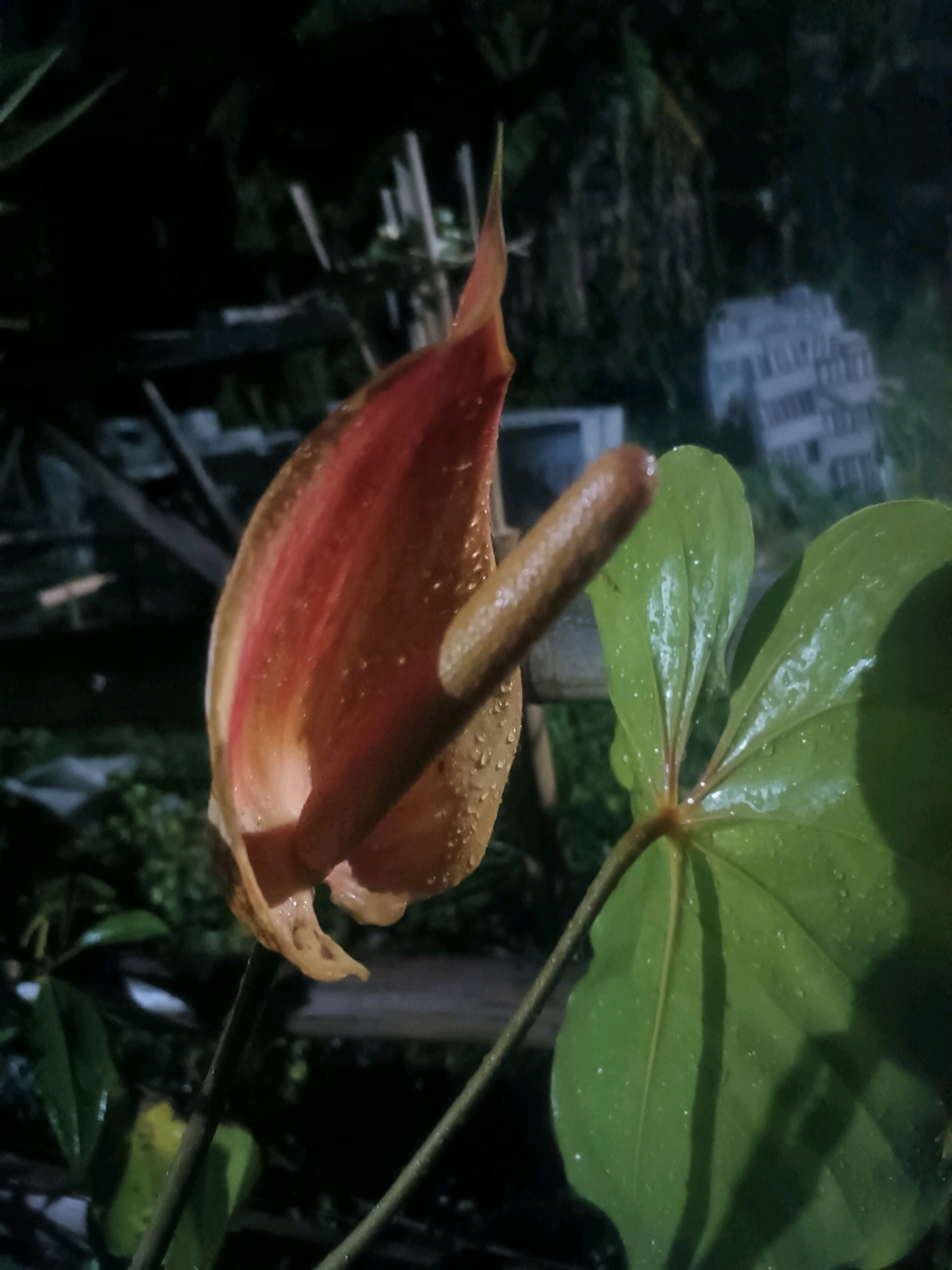 This is a close-up, low-light, nighttime photograph of an Anthurium flower. The flower is a vibrant reddish-orange color with water droplets clinging to its surface. The spadix, a finger-like projection, is a lighter tan color and also appears wet. To the right of the flower, a large, green leaf with prominent veins is visible, also covered in water droplets. The background is dark and out of focus, suggesting an outdoor setting. Faintly visible in the background are dark, leafy foliage, wooden structures, and a blurry, multi-story building with illuminated windows, characteristic of a residential or commercial area. The overall scene suggests the flower is in a garden or landscaped area within a built environment, potentially in Tabanan, Indonesia, given the context provided. There are no people or animals present in the image. The lighting appears to be artificial, possibly from a streetlamp or indoor light source, creating dramatic highlights and shadows.