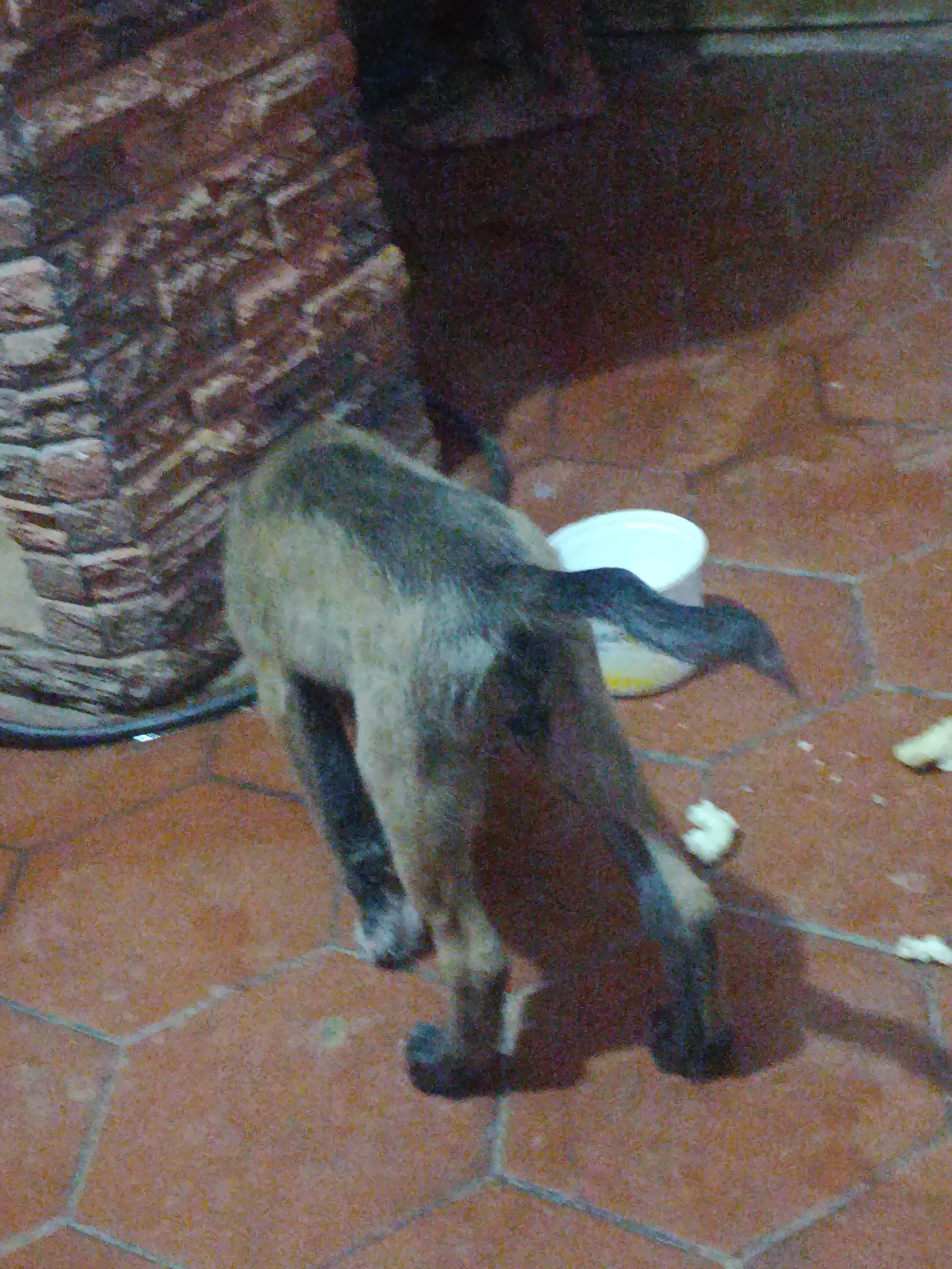 A dog with a dark back, grey body, and dark legs stands on a red tiled floor near a white bowl. The scene is illuminated by dim light. A textured, possibly brick, wall is partially visible in the background. The city of Juan Griego, Venezuela, is not identifiable from the image.