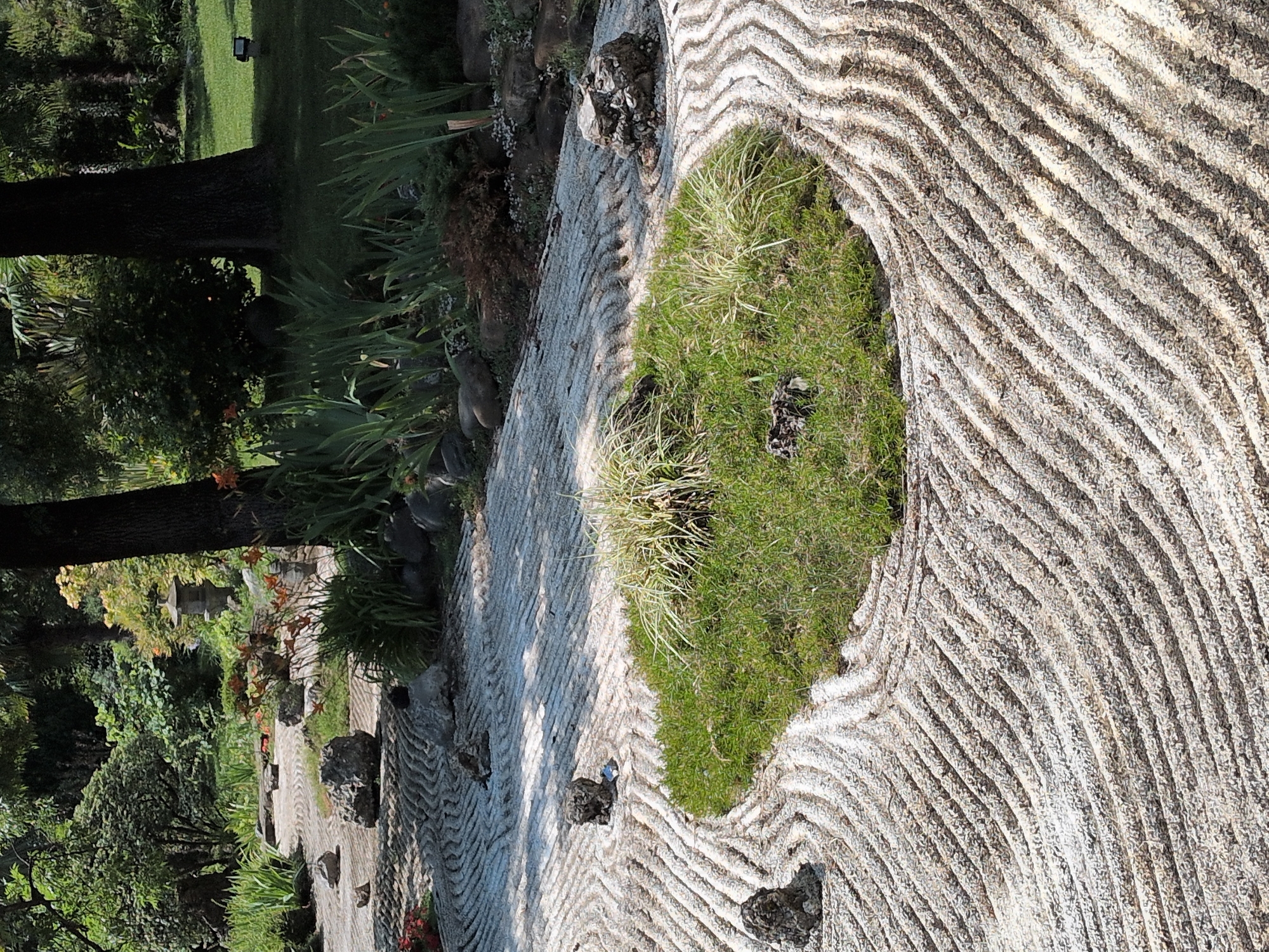 This is a vertical, eye-level shot of a Japanese Zen garden. The garden is meticulously maintained with raked white gravel forming concentric wave-like patterns. Scattered throughout the gravel are various rocks, some large and imposing, others smaller and more delicate. A patch of lush green grass with a small clump of pale green, spiky plants sits in the center of the frame. In the background, mature trees with dark bark and dense green foliage create a shaded canopy, and hints of orange flowers can be seen peeking through the greenery. A traditional stone lantern, a common feature in Japanese gardens, stands in the middle ground to the left. The overall impression is one of tranquility and natural beauty, characteristic of a well-designed Japanese garden, potentially located in a park or botanical garden in Sochi, Russia. There are no people visible in the image.