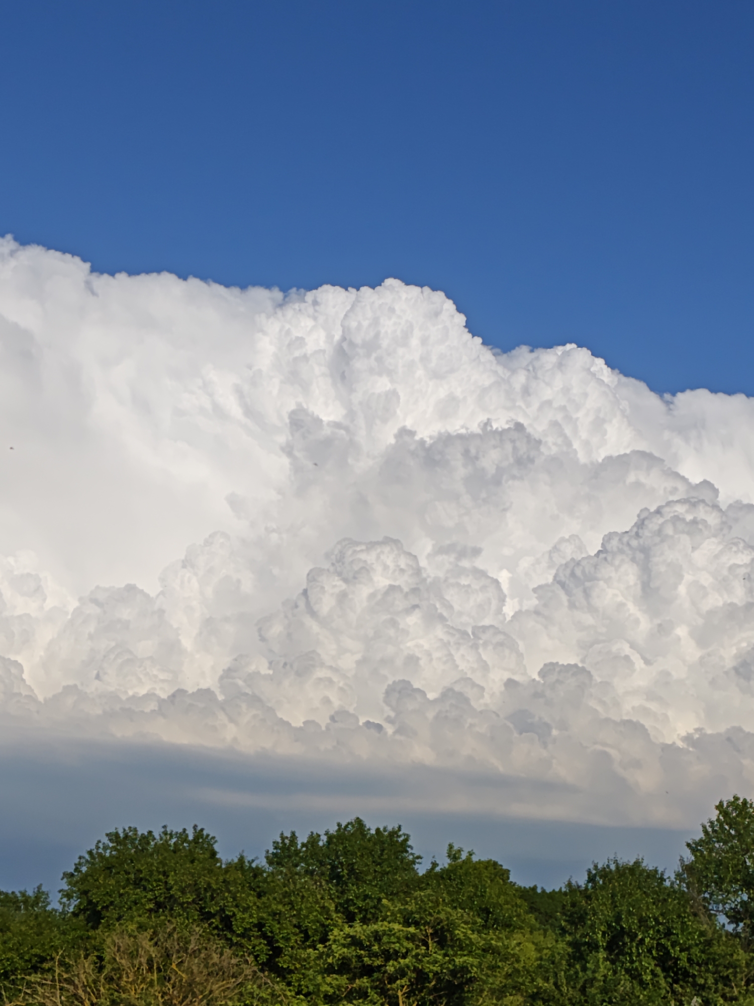 The image shows a view of a large cumulonimbus cloud formation in the sky above a line of trees. The upper portion of the image is a bright blue sky contrasting with the white, billowy clouds. The clouds have a towering structure, indicative of vertical development, with various textures and shades of white. Below the clouds, a band of gray sky provides further contrast. The bottom of the image shows the tops of green trees, indicating a forested area or park-like setting. The image suggests a rural environment, with no visible signs of urban development. The scene appears to be in Parkhomivka, Ukraine, but there are no visible signs that explicitly identify the location.