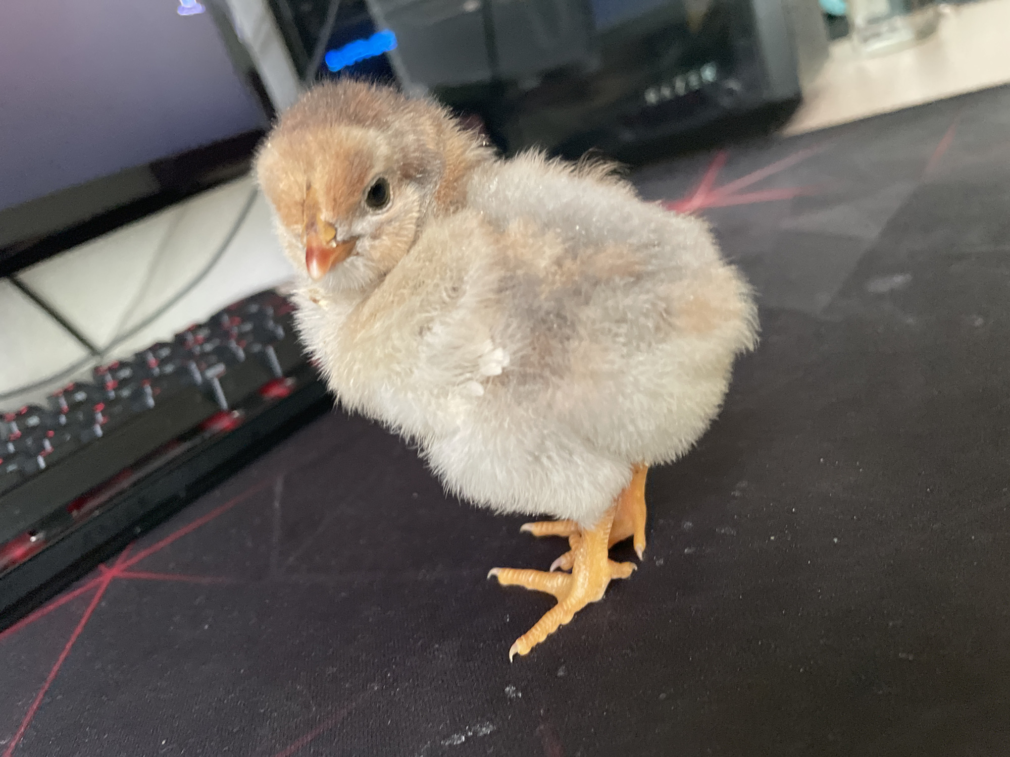 Memory