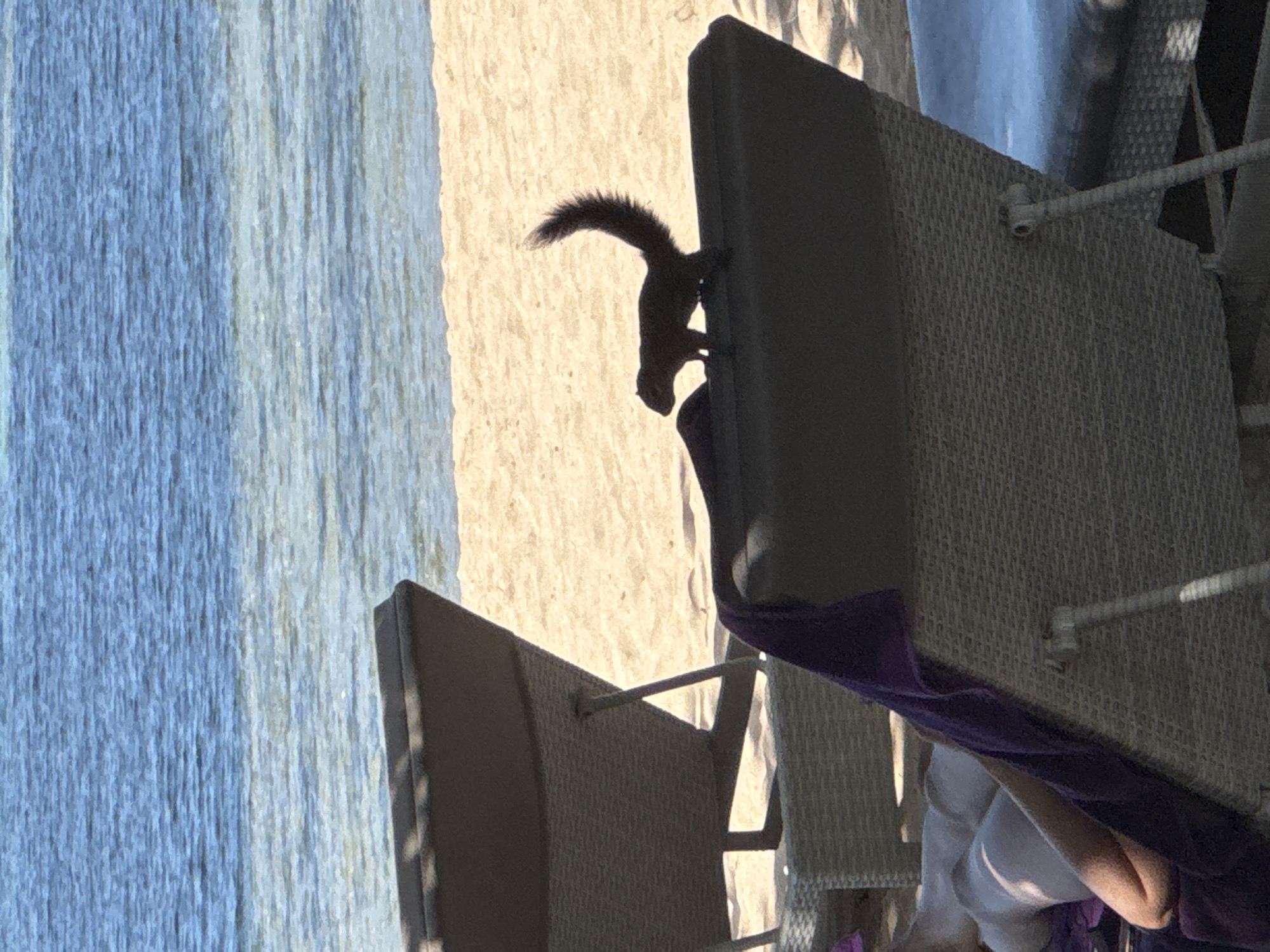 A squirrel clings to the side of a patio chair on a beach in Kuta Selatan, Indonesia. The chair is made of woven material with a gray cushion and a purple towel draped over it. The beach is visible in the background, with light-colored sand and blue water. Part of a person's arm is visible under the purple towel on the chair.