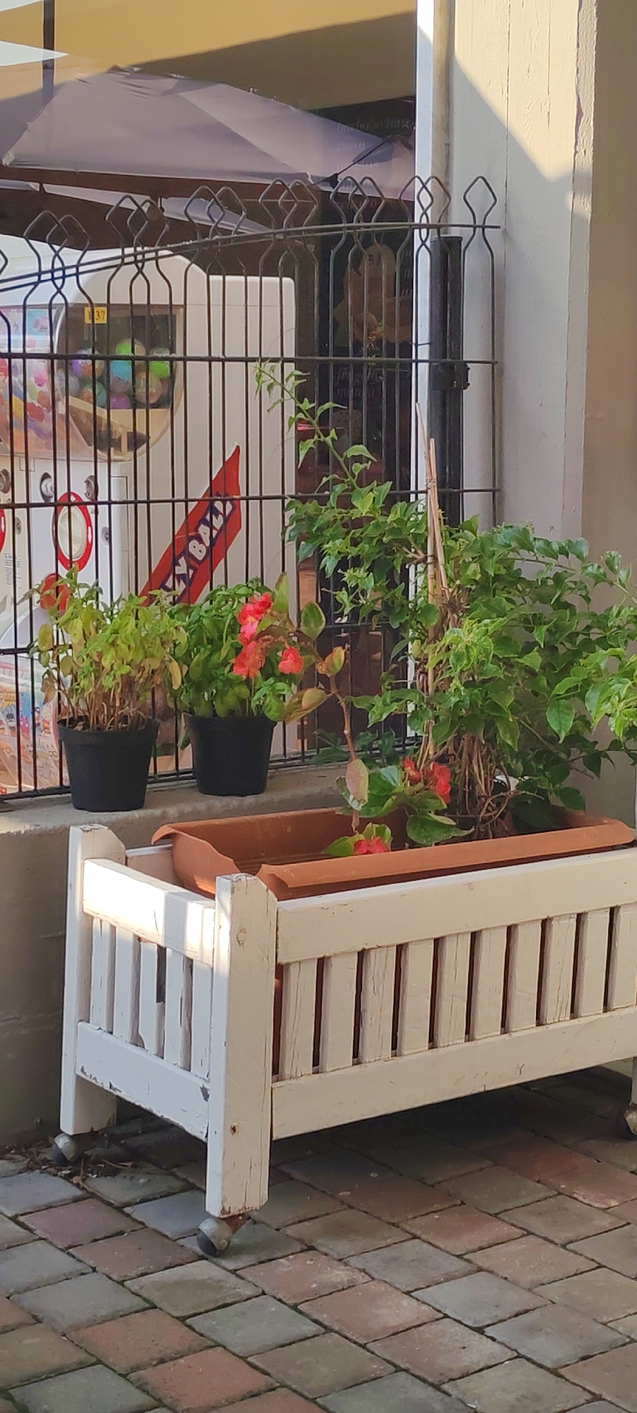 An outdoor scene captures a white wooden planter box with caster wheels, situated on a paved walkway made of interlocking square bricks in various earthy tones. The planter contains a terracotta liner holding several plants, including a bushy green plant with small red flowers and another with green foliage. Behind the planter, a black metal fence encloses an area with a large umbrella, a gumball machine, and a red banner with white lettering that appears to say "SKY BALL." The background includes a cream-colored wall casting a shadow, suggesting a sunny day. The image is a medium shot, focusing on the planter and its immediate surroundings. The overall impression is one of a casual outdoor space, possibly a commercial area like a shop or cafe entrance in Luni, Italy, given the architectural elements and implied context.