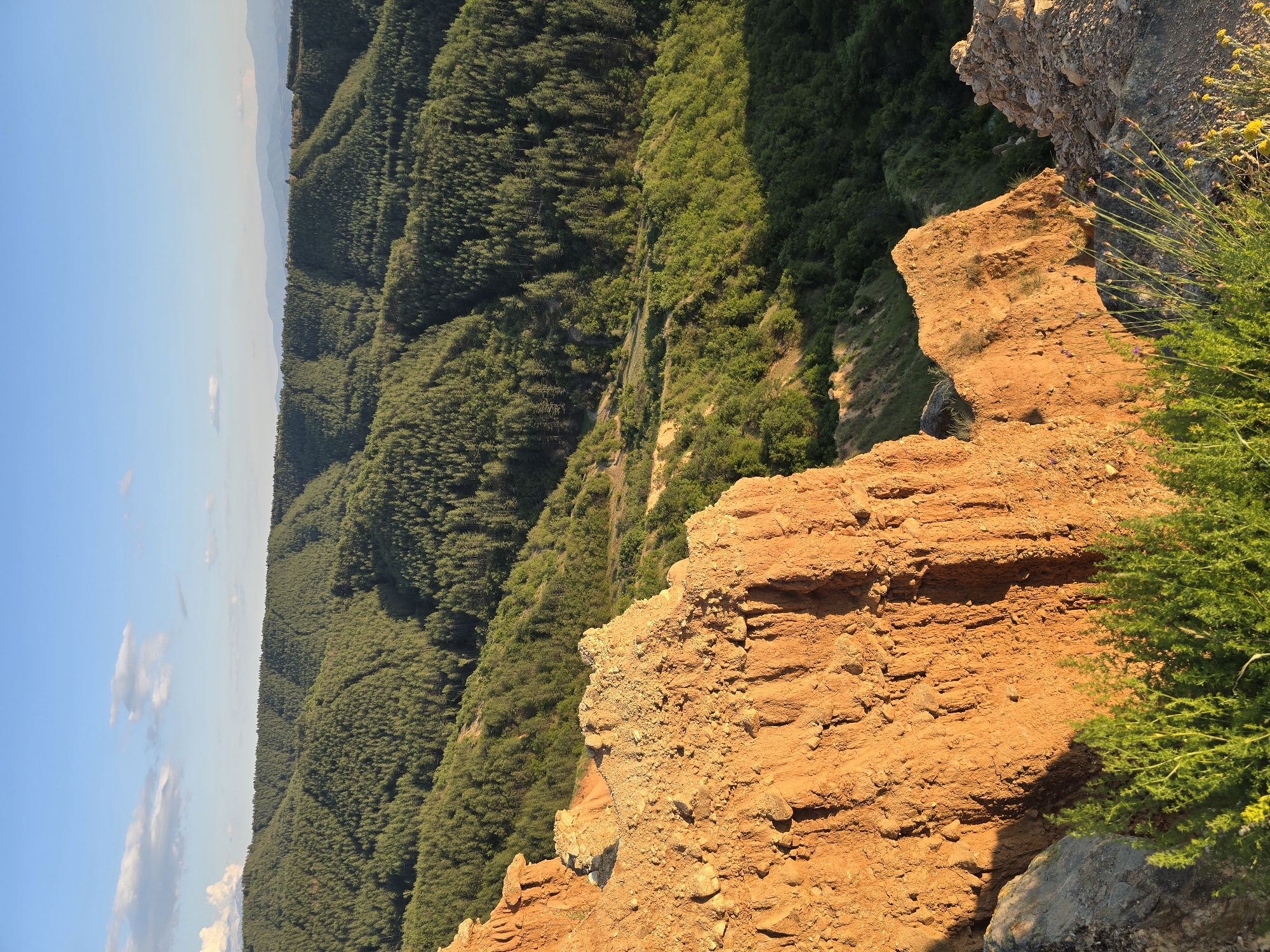 The image displays a panoramic landscape of the Stob Pyramids region near the village of Stob, Kyustendil Province, Bulgaria, during what appears to be late afternoon or early evening. The scene is dominated by natural geological formations and dense forest under a clear blue sky.
In the foreground, occupying the lower left and central sections, are steeply eroded, reddish-brown earth formations characteristic of the Stob Pyramids. These formations exhibit a rugged, layered texture with visible erosion marks and some embedded stones. They are intensely illuminated by warm, golden sunlight, which accentuates their orange-red hues and creates defined shadows on their shaded faces. Sparse green vegetation, including small bushes and grasses, grows on and immediately around these formations, particularly in the lower left and lower right, also catching the direct sunlight.
Beyond the foreground formations, the midground presents a series of undulating hills and valleys densely covered with dark green coniferous or mixed forest. The forest appears thick and continuous, extending across the landscape. Hints of winding paths or clearings are faintly visible within the lower sections of the forested slopes.
In the background, successive layers of forested hills recede into the distance, appearing progressively lighter green and slightly hazy. A distant, faint mountain range is discernible along the horizon line beneath a bright, clear blue sky. A few sparse, wispy white clouds are present, primarily in the upper left quadrant of the sky. No individuals, animals, or prominent man-made structures are visible within the frame.