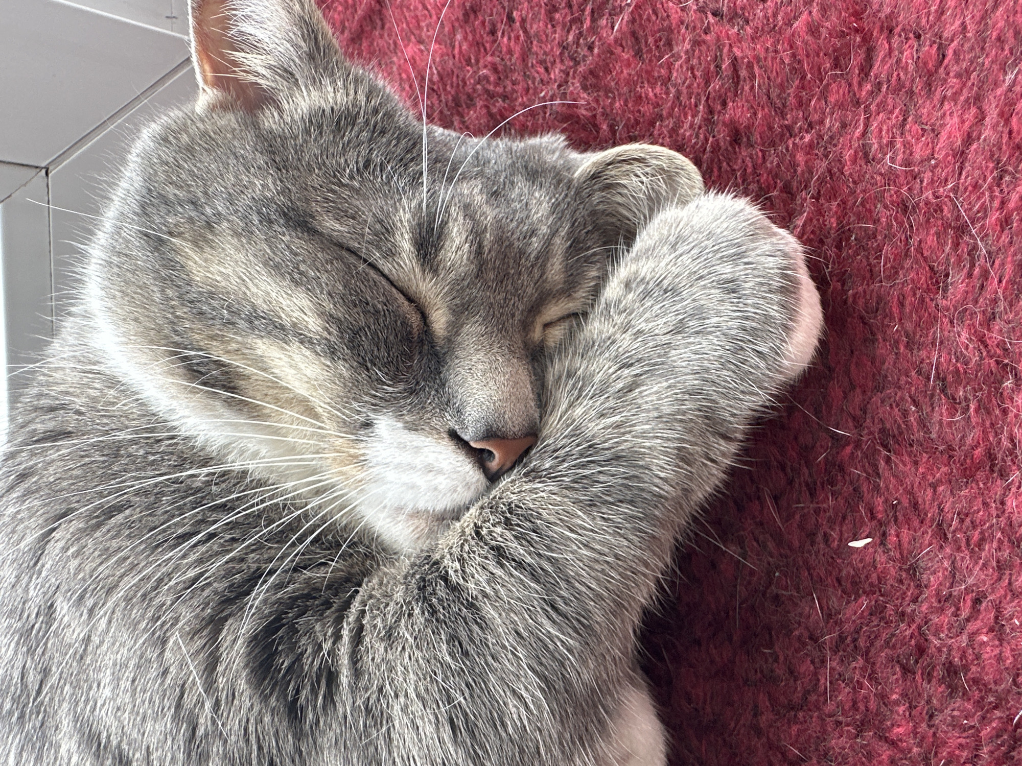 A close-up, eye-level shot shows a grey tabby cat sleeping on a red, textured surface. The cat's face is partially obscured by its own paw, which is curled around its muzzle. The cat's eyes are closed, and its nose is a light pink color. The red surface appears to be a carpet or rug, with a visible texture. A few white hairs are scattered on the surface around the cat. The lighting suggests a bright, indoor environment. The background is blurred, but appears to be light-colored, possibly a wall or window. There are no people or other animals visible in the image.