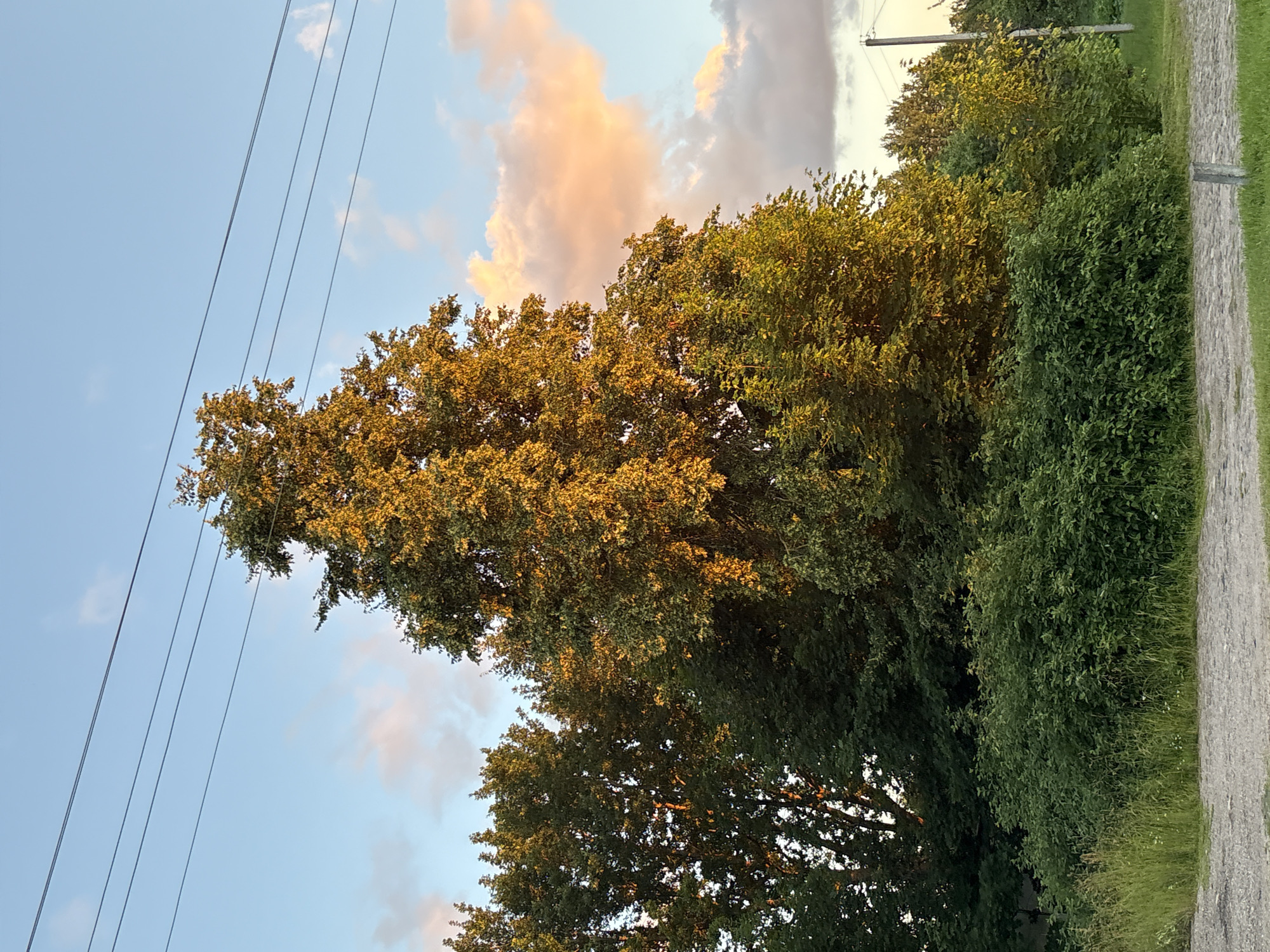 The image captures a dense cluster of deciduous trees against a sky with scattered clouds, illuminated by the golden light of either sunrise or sunset. In the foreground, a rough, cobblestone path runs horizontally across the bottom of the frame, bordered by lush green grass and lower-lying bushes. The trees are varied in size and density, with one prominent, tall tree in the center catching the majority of the light, its leaves appearing golden-yellow. Above the trees, several dark power lines stretch across the sky. To the far right, a thin, concrete utility pole is visible. The overall scene suggests a rural or semi-rural setting, possibly on the outskirts of a village or in a park area within Відзаўскі сельскі Савет, Belarus, given the presence of the power lines and the natural landscape. There are no people or animals visible in the image.