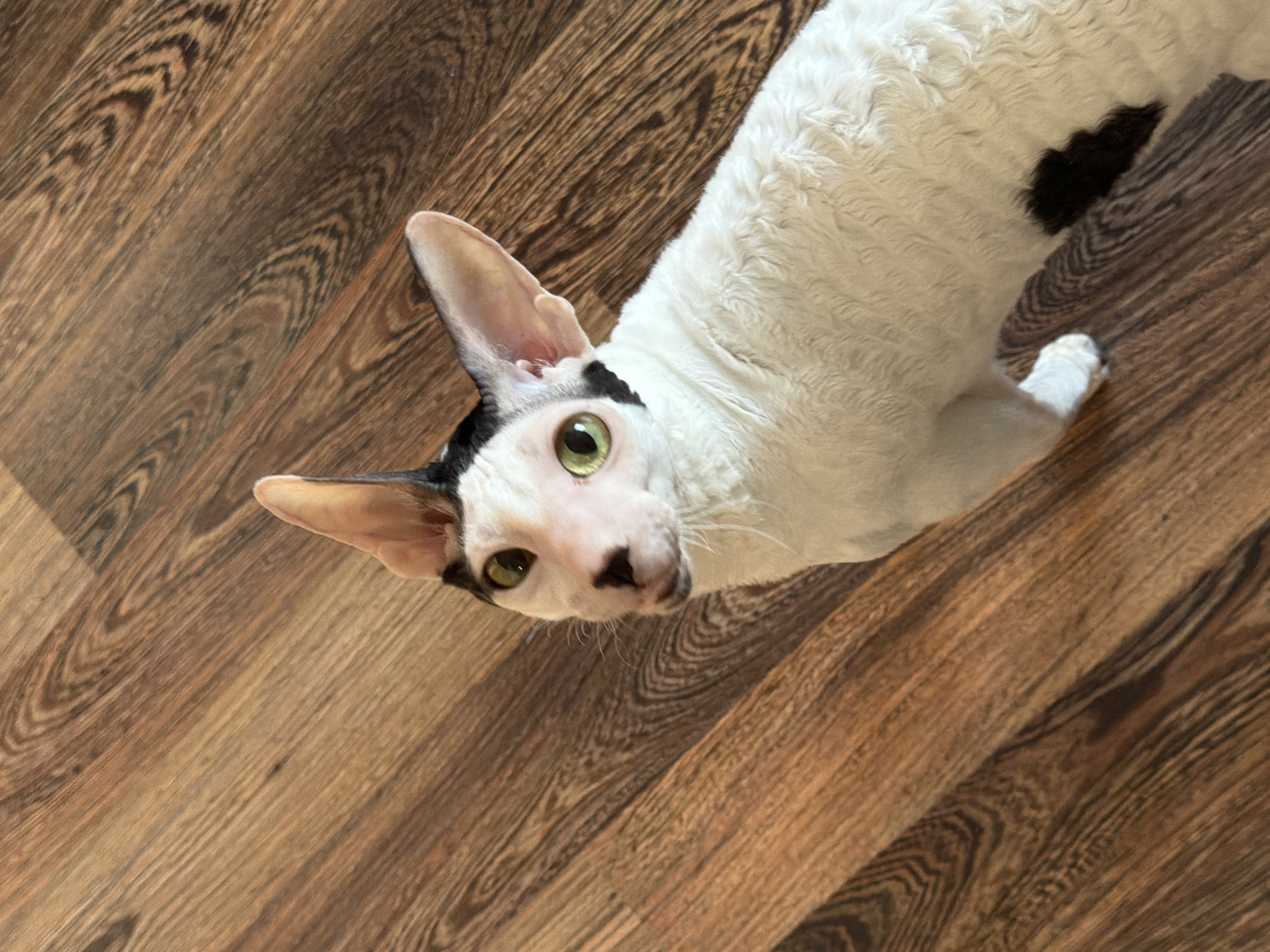 A Cornish Rex cat with white fur and black markings on its head and body is standing on a wooden floor. The cat is looking up towards the camera with its green eyes. Its ears are large and pointed, and its fur is curly and wavy. The wooden floor has a natural grain pattern and appears to be laminate flooring. The lighting in the image suggests an indoor environment. There is no information in the image to suggest a location in Yekaterinburg, Russia.