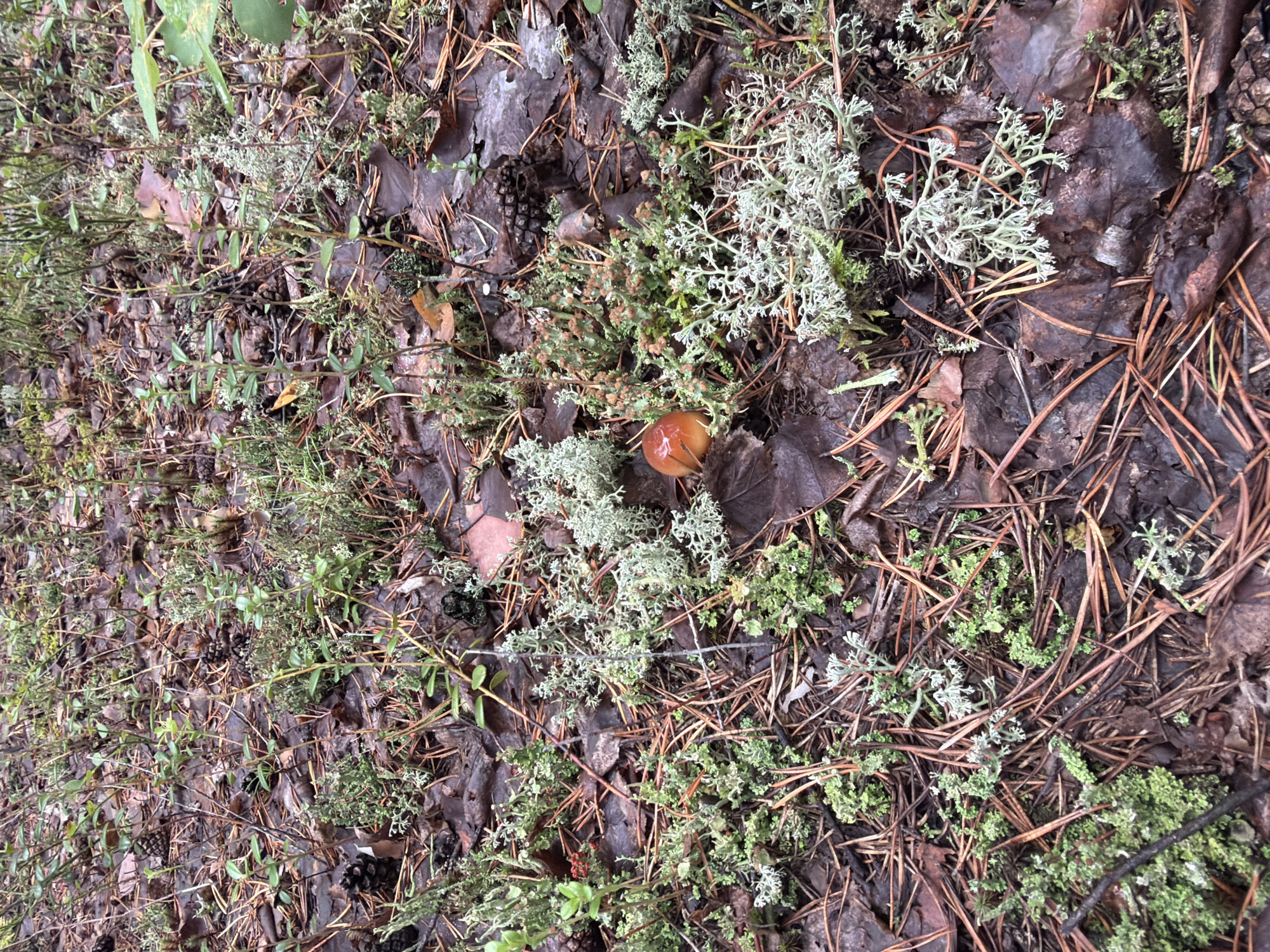 The image depicts a close-up view of the forest floor in Zheleznodorozhnik, Russia. The ground is covered with a dense layer of fallen pine needles, brown leaves, pine cones, and various types of lichen and mosses. Green, leafy undergrowth is scattered throughout the scene. A single small mushroom with an orange-brown cap is visible in the center-left of the image, nestled among the lichens. The lighting suggests an overcast or shaded environment, typical of a forest setting. There are no people or animals present in the image.