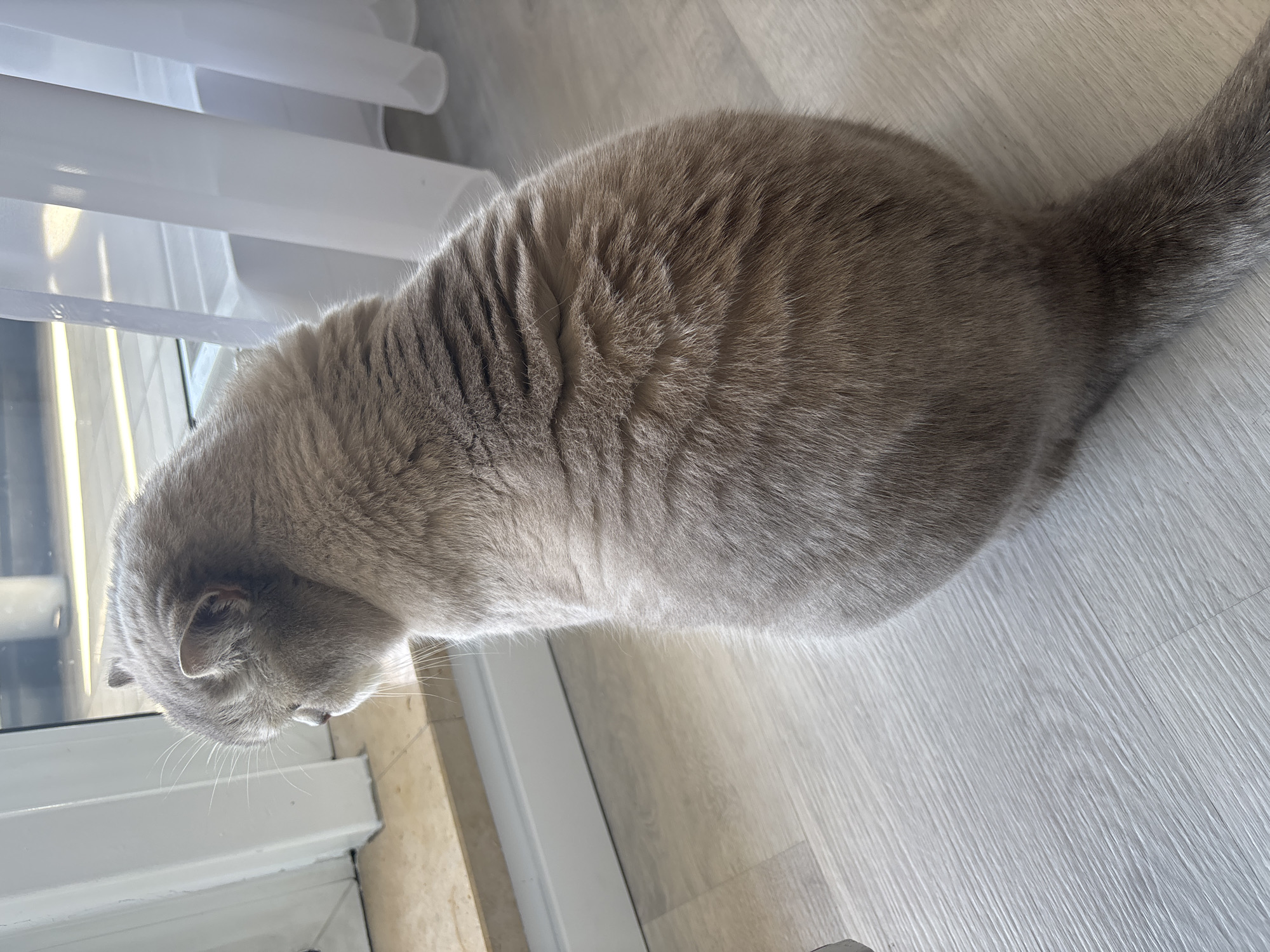 A fluffy, grey-brown cat is seen from an overhead perspective, sitting or lying on a light-colored wooden or laminate floor. The cat, possibly a British Shorthair given its dense fur and rounded body, is positioned next to a window. Its head is turned downwards and slightly to the left, suggesting it is looking intently at something below or outside the window. Its whiskers are clearly visible.
Bright natural light streams in from the right side of the frame, highlighting the cat's soft fur and the textures of the floorboards. White horizontal window blinds are visible in the background, partially open, allowing the daylight to illuminate the scene. The cat's thick tail extends out behind its body on the floor. The setting appears to be indoors, likely a home, during the daytime. The overall impression is one of quiet observation or relaxation. No visible text is present in the image.