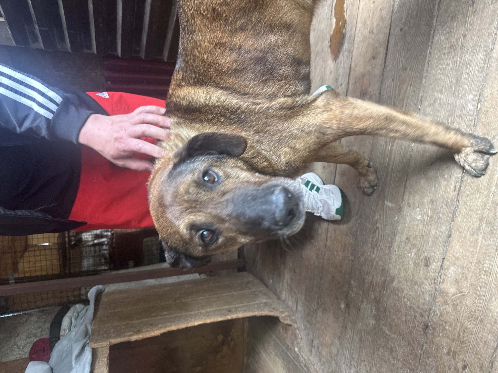 The image depicts a medium-sized brown brindle dog lying on a weathered wooden floor. The dog has a black muzzle and dark eyes. A person is seen reaching down to pet the dog, wearing a black jacket with white stripes on the sleeve and a red shirt. A white sneaker with green accents lies near the dog's head. The background includes a wire cage and miscellaneous items stored on a shelf. The location is specified as Kazachiy Brod, Russia.