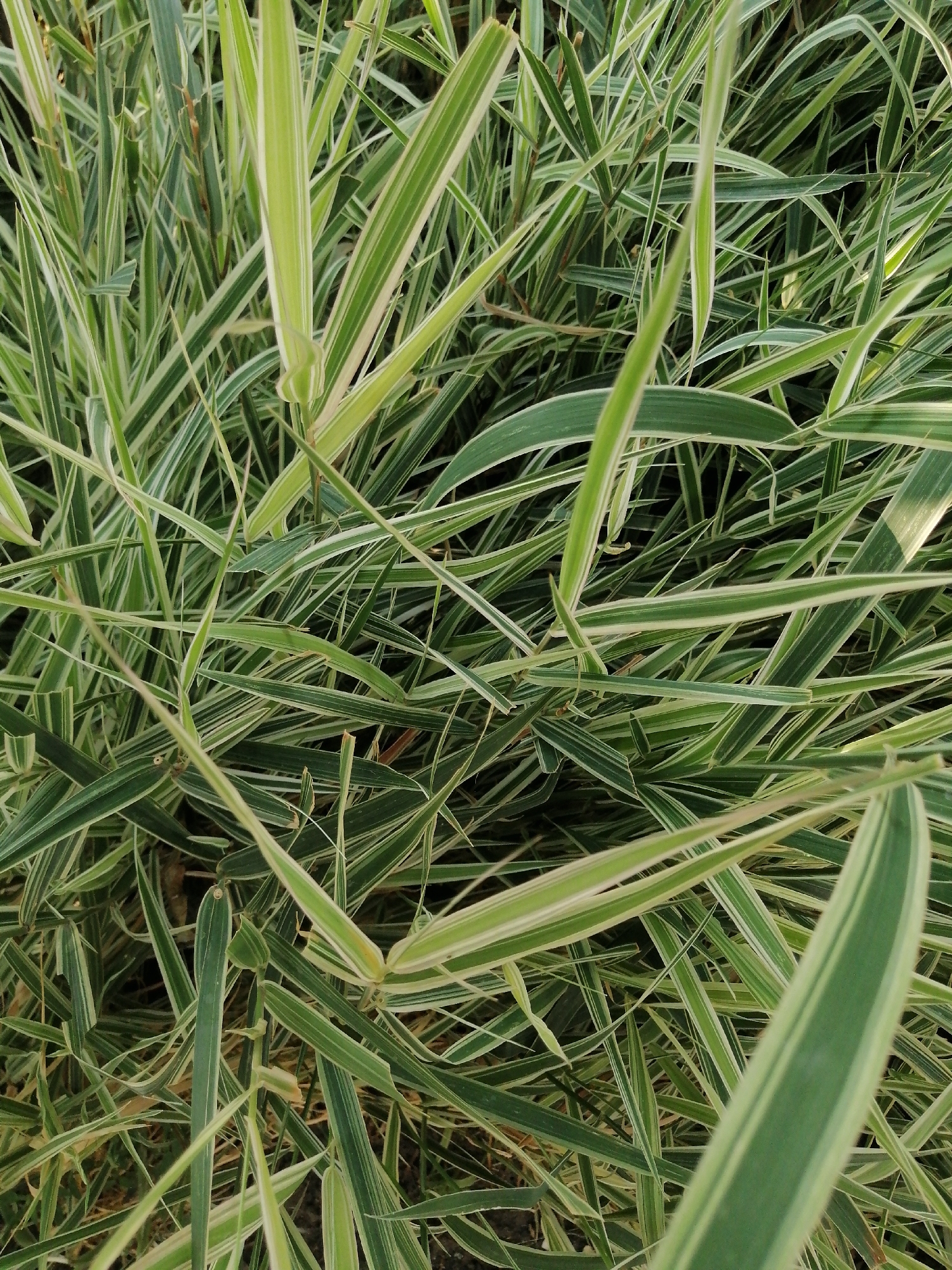 The image is a close-up, high-angle shot of variegated ornamental grass. The grass features long, slender leaves with alternating stripes of green and cream. The leaves are dense and overlapping, creating a textured visual effect. Sunlight appears to be dappling through the foliage, with some leaves brightly illuminated and others in shadow. No people, animals, or specific landmarks are visible. The scene is devoid of any identifiable features that would link it to Kremenchuk, Ukraine, or any other specific urban or natural environment. The focus is entirely on the botanical subject matter.
