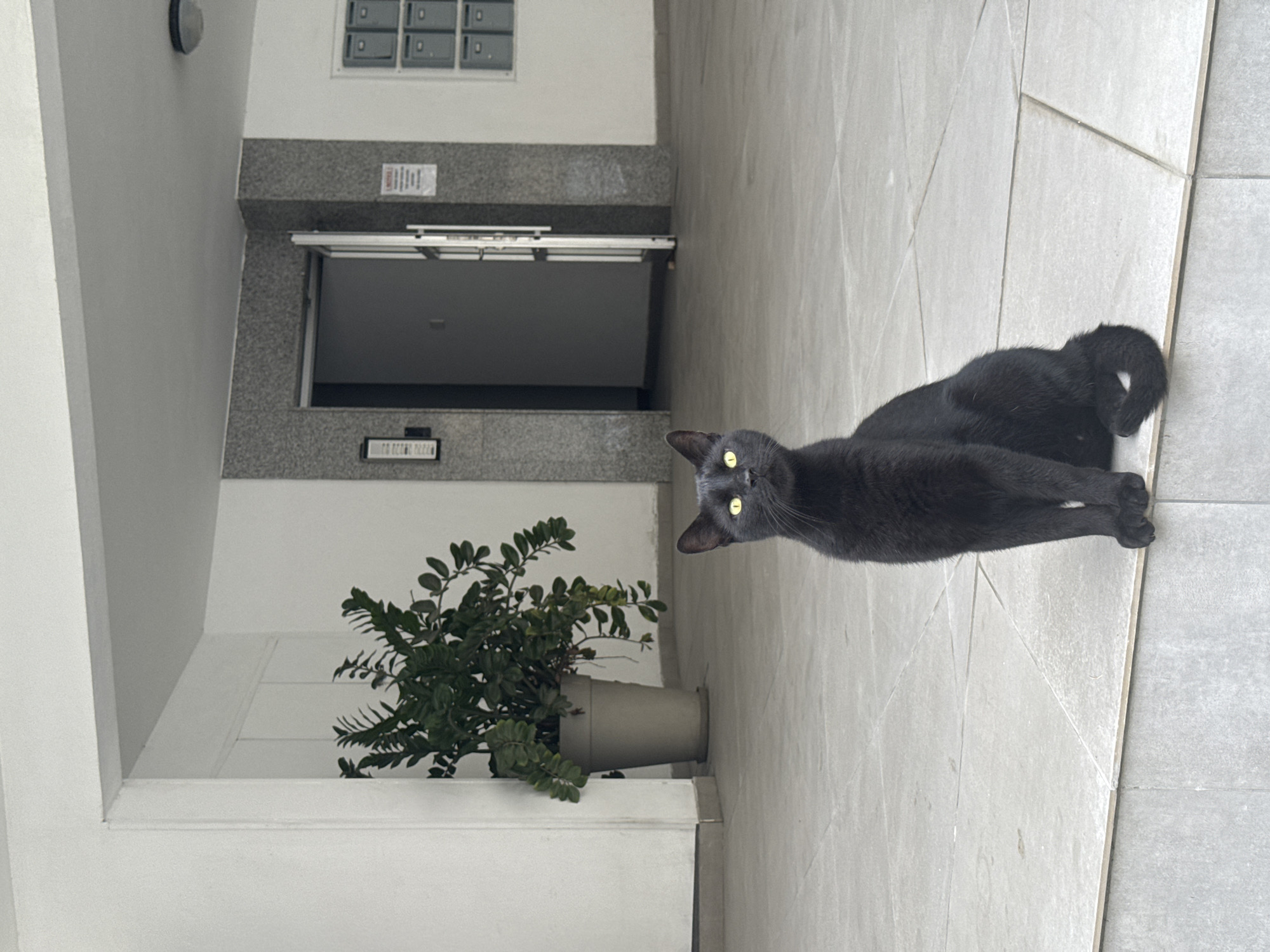 A black cat with bright yellow eyes sits on a light gray tiled floor in an outdoor passage area. The cat is facing the viewer and looking upwards. Behind the cat, a large, potted green plant is visible to the left. Further back, an open doorway with a gray door and a granite-clad frame is centered. To the right of the doorway, a white wall features a row of gray mailboxes. The floor is tiled with light gray squares, and a raised step is present in the foreground. The overall environment appears to be part of an apartment building's common area in Agios Tychona Community, Cyprus.