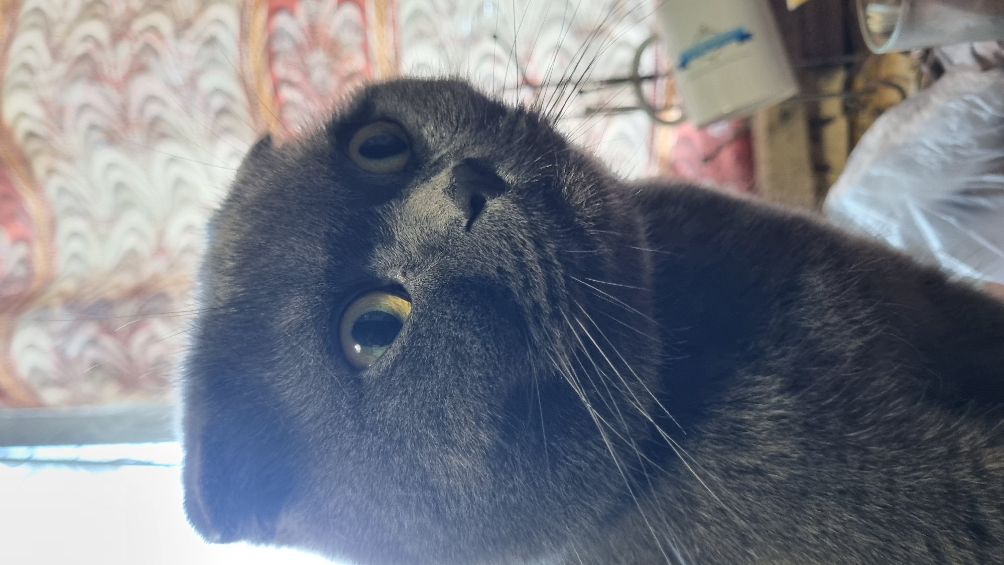The image shows a close-up of a grey Scottish Fold cat's face. The cat has large, yellow eyes and prominent whiskers. The background is blurred, but appears to be indoors with some patterned fabric and objects on a table. The cat's ears are folded forward, a characteristic trait of the breed. The image is a photograph taken from a low angle, with the cat looking slightly to the right. There is no information in the image or accompanying text to indicate the location in the city of Vysokoe, Russia.
