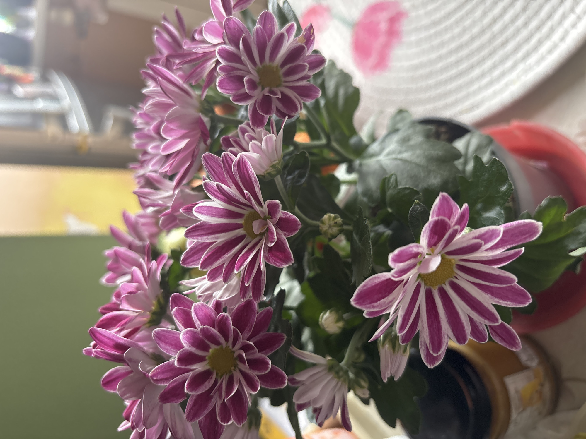 The image shows a bouquet of purple and white striped chrysanthemums in a pot. The flowers have a yellow center and are surrounded by green leaves. The pot appears to be black. In the background, there's a blurred glimpse of a white surface with pink. The image suggests an indoor setting. There is no information available to provide details about location in Sofia, Bulgaria.