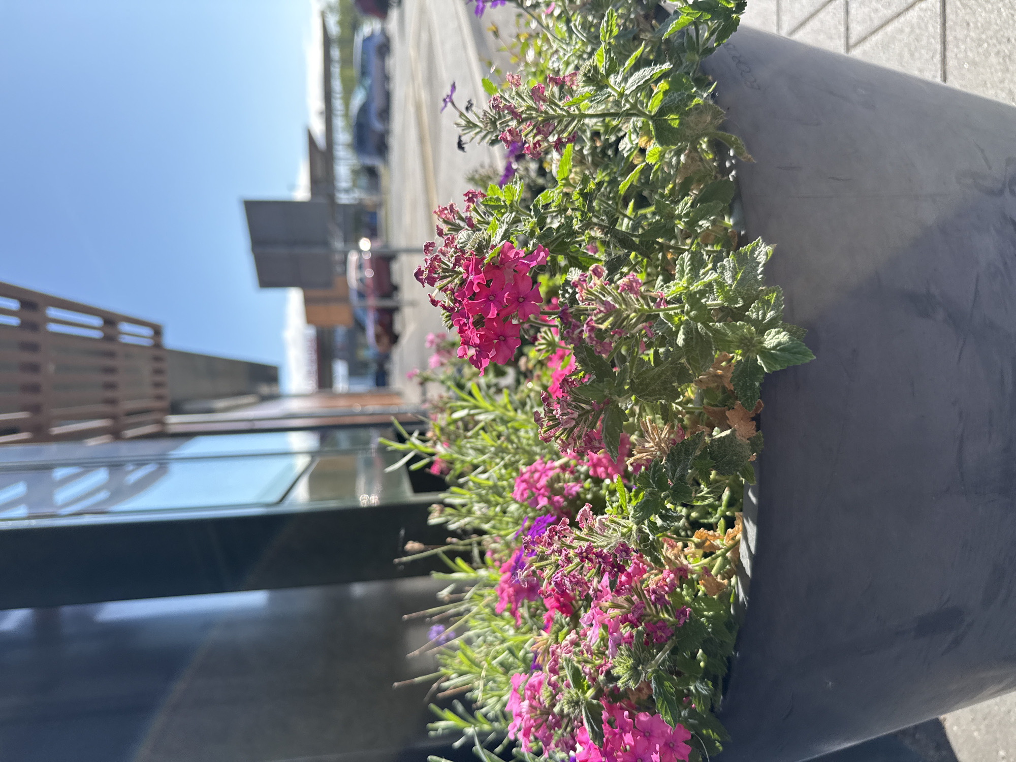 A close-up, eye-level shot shows a dark gray planter filled with vibrant pink and purple flowers under a bright, clear blue sky. The planter is positioned on a paved surface. In the background, a building with reflective windows and a wooden architectural element is visible, along with cars and signs in a blurred outdoor setting, suggesting a public space like a parking lot or commercial area. The overall impression is one of a sunny day in an urban environment, with a focus on the flowering plants in the foreground. The location is identified as Werther, Germany.