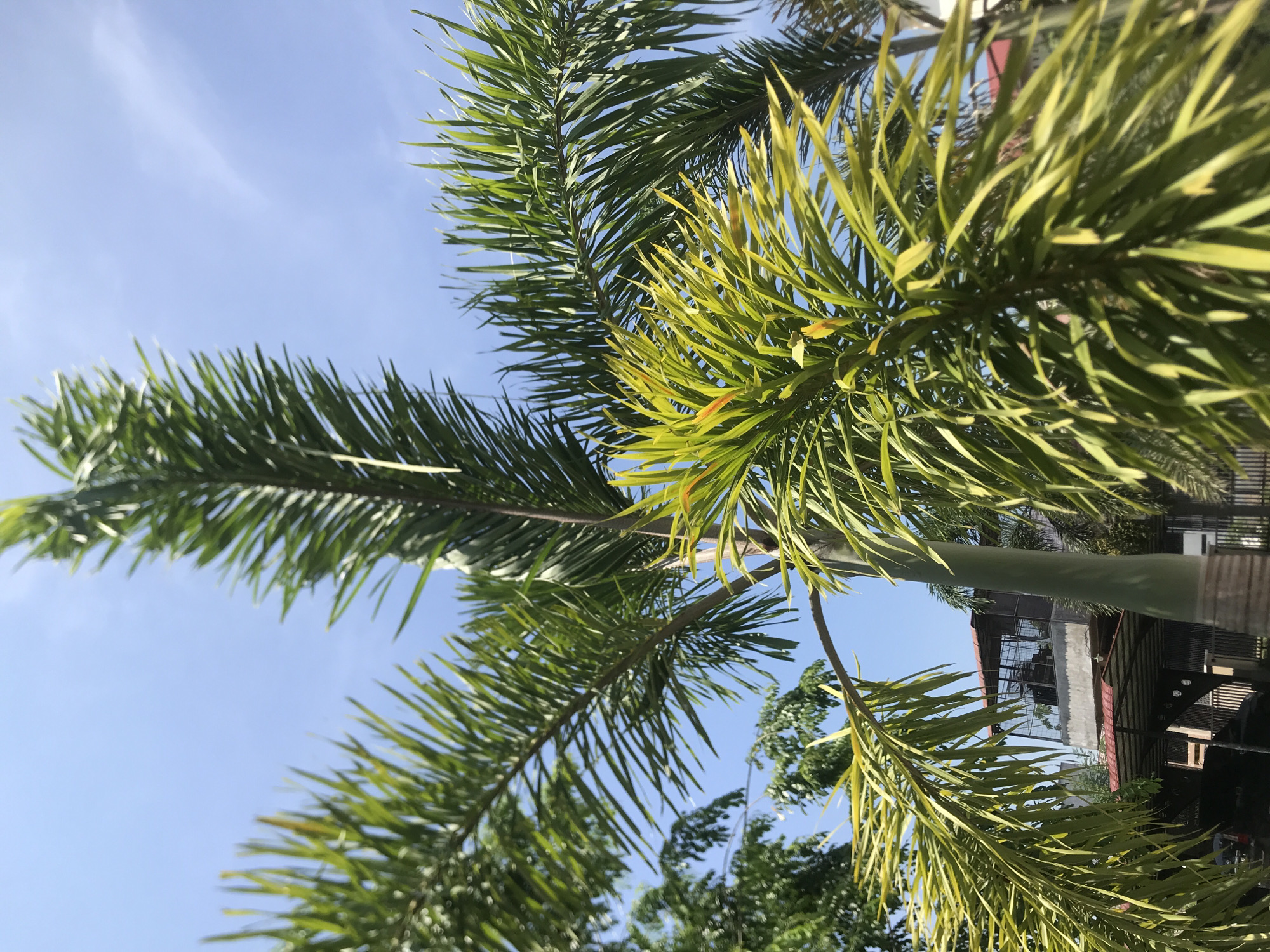 The image, correctly oriented as a portrait, captures a vibrant tropical scene dominated by palm fronds against a clear blue sky. Several large palm fronds extend across the frame, showcasing a range of green hues from deep emerald to a brighter, yellowish-green, particularly noticeable in the central and upper-right areas. The segmented leaves of the fronds are sharply defined and appear to be basking in direct sunlight.
The sky, which forms a significant backdrop, is a brilliant and largely cloudless blue, suggesting fair weather. A very faint, wispy cloud streak is barely visible in the upper-left quadrant.
In the lower right portion of the background, partially obscured by the foreground foliage, is a section of a building. It features a sloped roof with reddish-brown tiles and an upper story with a structure that appears to be enclosed by a mesh or lattice, possibly a cage or a modern architectural element. Further green foliage from other trees or plants is faintly visible in the deeper background.
The scene depicts a sunny, clear day in a tropical setting, consistent with its location in Lhokseumawe, Indonesia. There are no people or specific activities depicted, and no visible text.