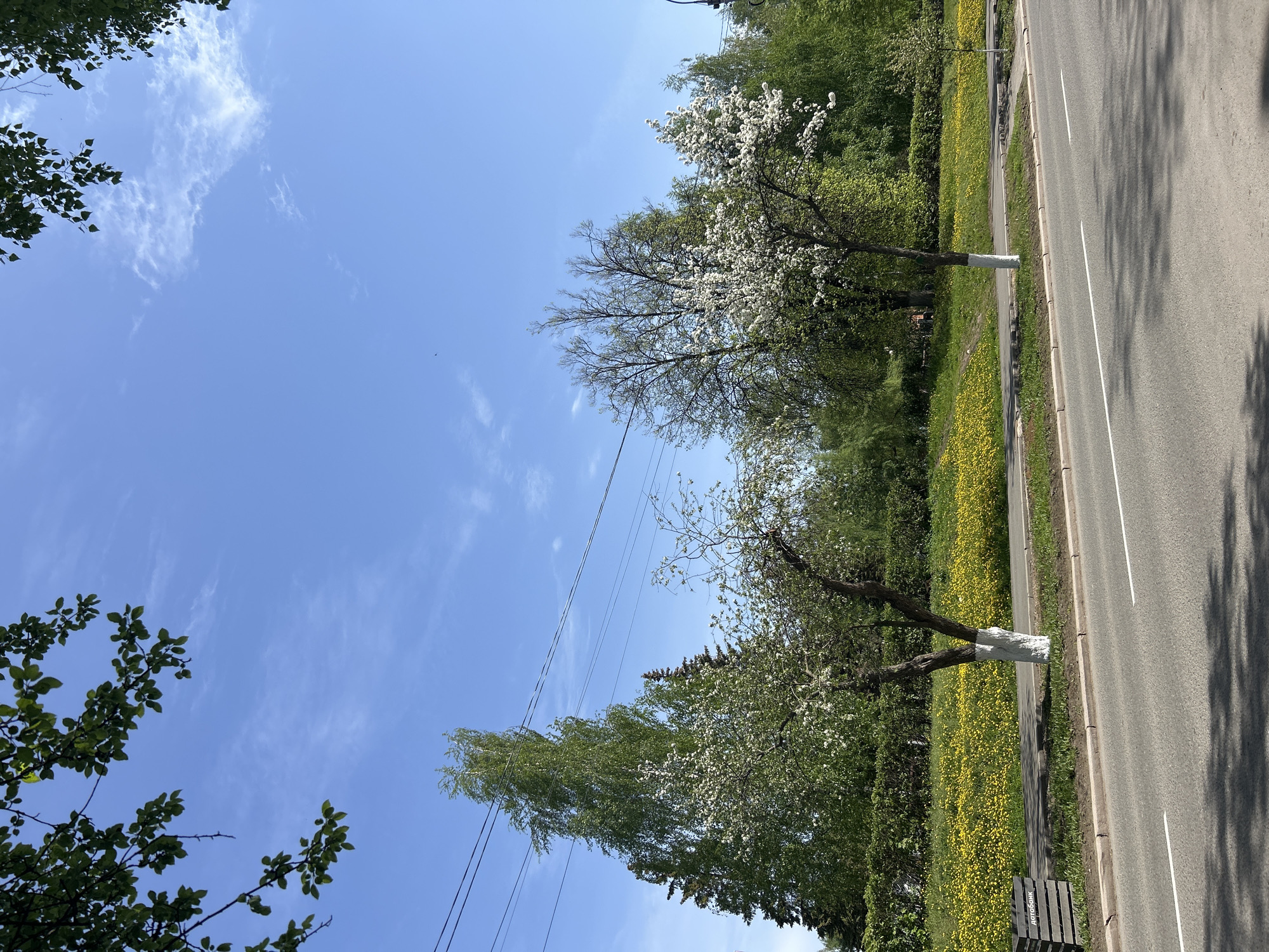 The image shows a street in Izhevsk, Russia, on a sunny day. The sky is blue with wispy clouds. Along the right side of the frame is a paved road with white lines marking lanes. Adjacent to the road is a strip of green space covered in yellow flowers. Trees line the green space, some with whitewashed trunks. A few power lines stretch across the sky. A small portion of tree branches is visible in the left and top left of the frame. A bench is partially visible at the bottom right corner.