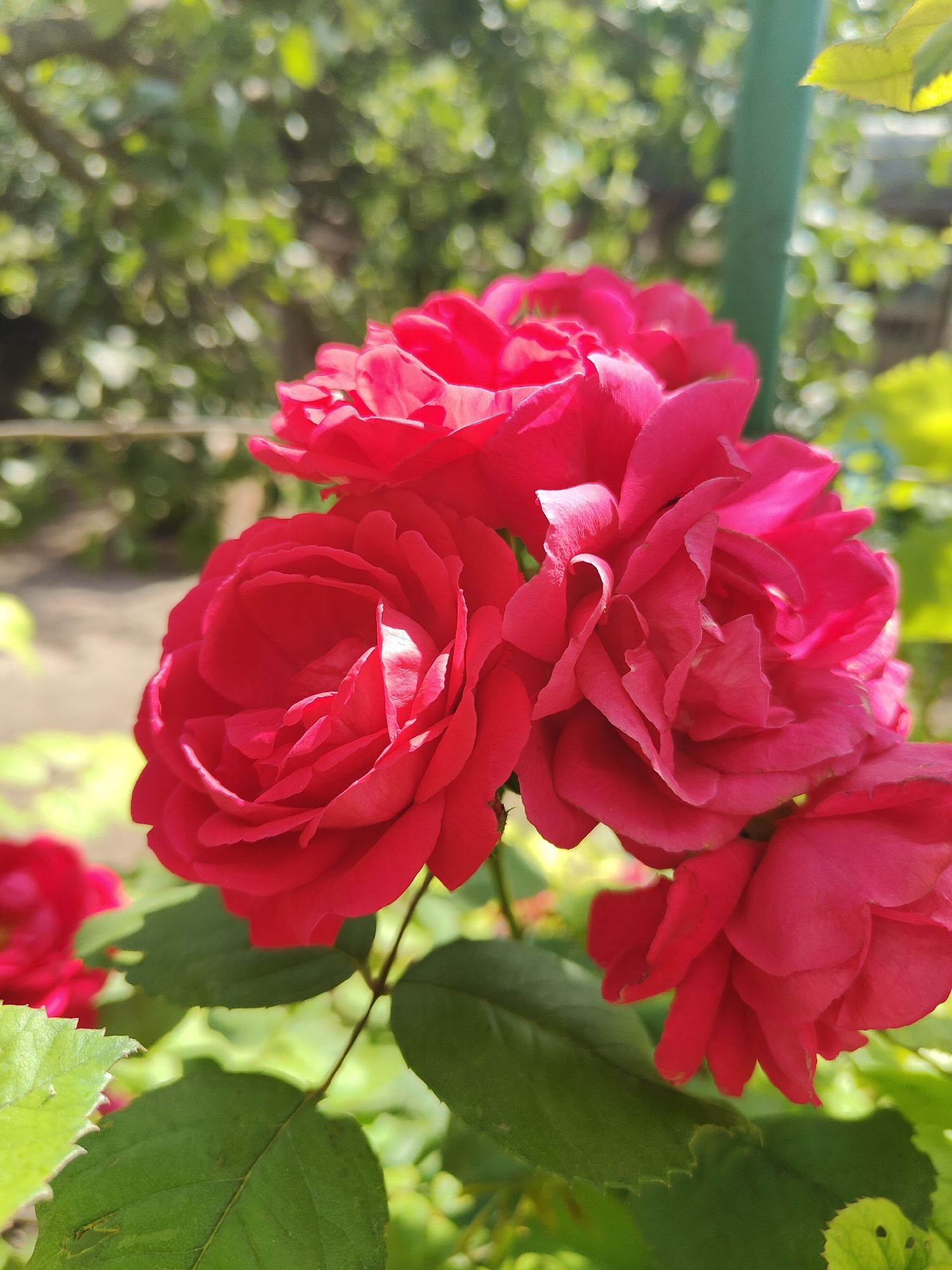 A close-up shot captures a cluster of vibrant red roses in full bloom, their petals unfurling in a display of natural beauty. The roses are the primary subjects, bathed in the soft, warm light of what appears to be midday. The background is a blur of lush green foliage, suggesting an outdoor garden setting, possibly in Kryvyi Rih, Ukraine. The bokeh effect from the background, with its dappled light and soft greens, emphasizes the sharp focus on the roses.
The scene evokes a sense of peace and the simple elegance of nature. The roses are healthy and richly colored, with delicate shadows playing across their layered petals, hinting at the sun's position. A slender, dark stem supports the blooms, with visible green leaves adding to the natural composition. A faint blur of a green pole is visible on the right, suggesting a garden structure. No people or text are present in the image. The overall impression is one of a serene moment captured in a garden, highlighting the beauty of these classic flowers.