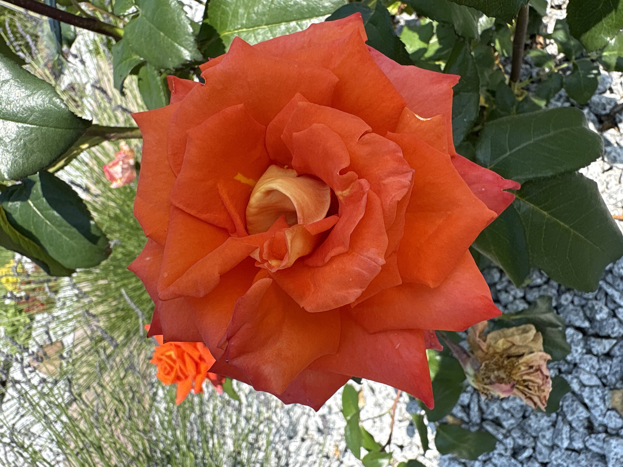 In a garden located in Drożki, Poland, a vibrant orange rose is in full bloom. The rose, positioned centrally in the frame, displays its intricate petals unfurling from a yellow center. Surrounding the main subject, the garden floor is covered with light grey gravel. To the left of the rose, a smaller, less developed orange rose is visible. In the background, green foliage and dried, wilted petals of a past bloom are present, adding a contrast of life and decay to the scene. The lighting suggests a bright, sunny day.