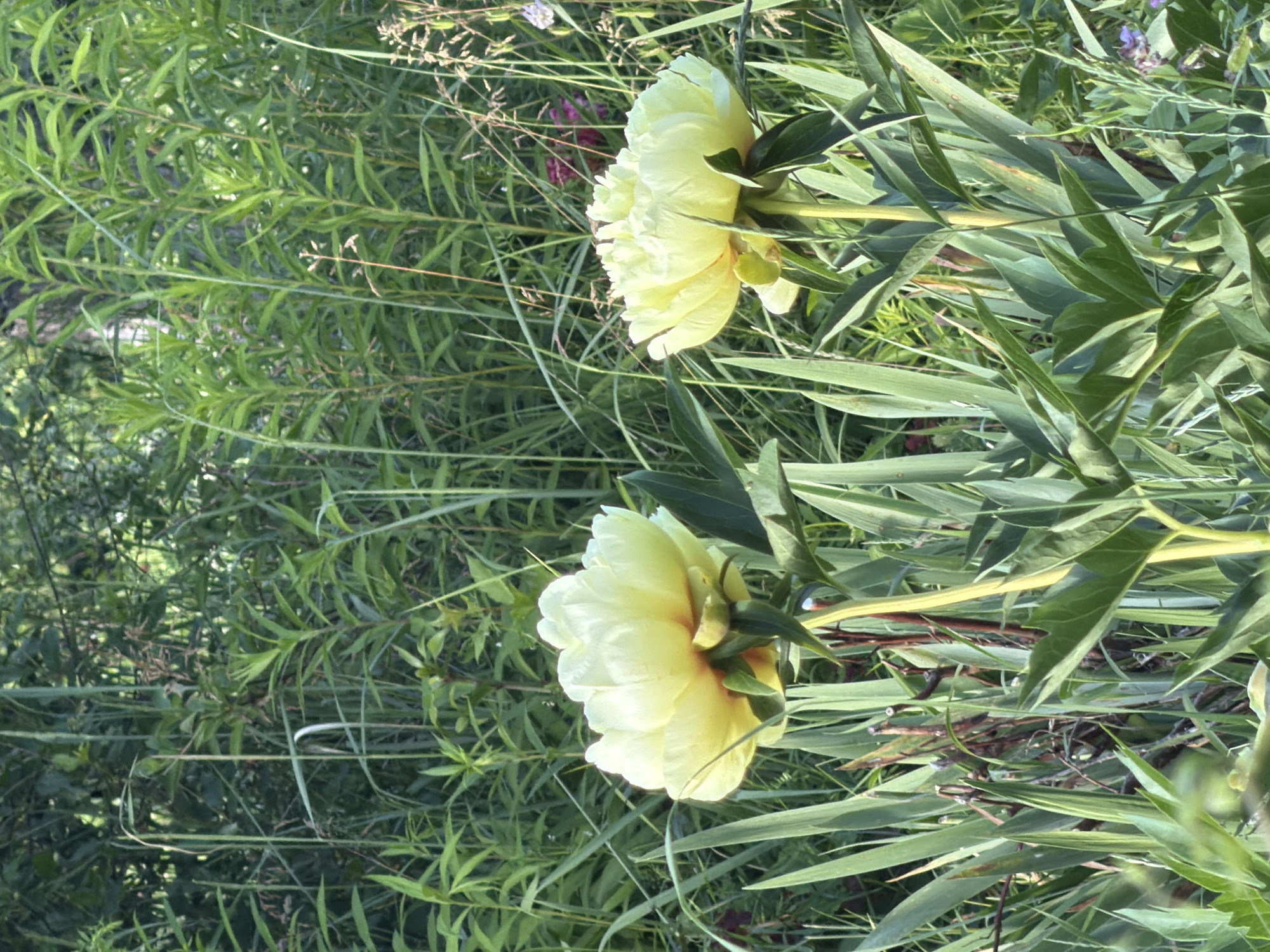 The image captures a close-up view of two pale yellow peony flowers set against a backdrop of lush green foliage. The flowers are large and full, with many ruffled petals. One peony is positioned in the upper right quadrant of the frame, its petals open and facing towards the left. The second peony is in the lower left quadrant, also with its petals open, but angled slightly more towards the viewer. The surrounding greenery consists of tall, slender leaves and some dried grass stalks, suggesting a natural, outdoor setting. The lighting appears to be natural daylight, with the sun casting gentle highlights on the petals and leaves. The overall impression is one of natural beauty and tranquility. The image is a vertical orientation, with the flowers appearing as the primary subjects within the frame. There are no people, text, or specific event indicated in the image. The location is given as Petukhi, Russia, which contributes to the context of the natural flora depicted.