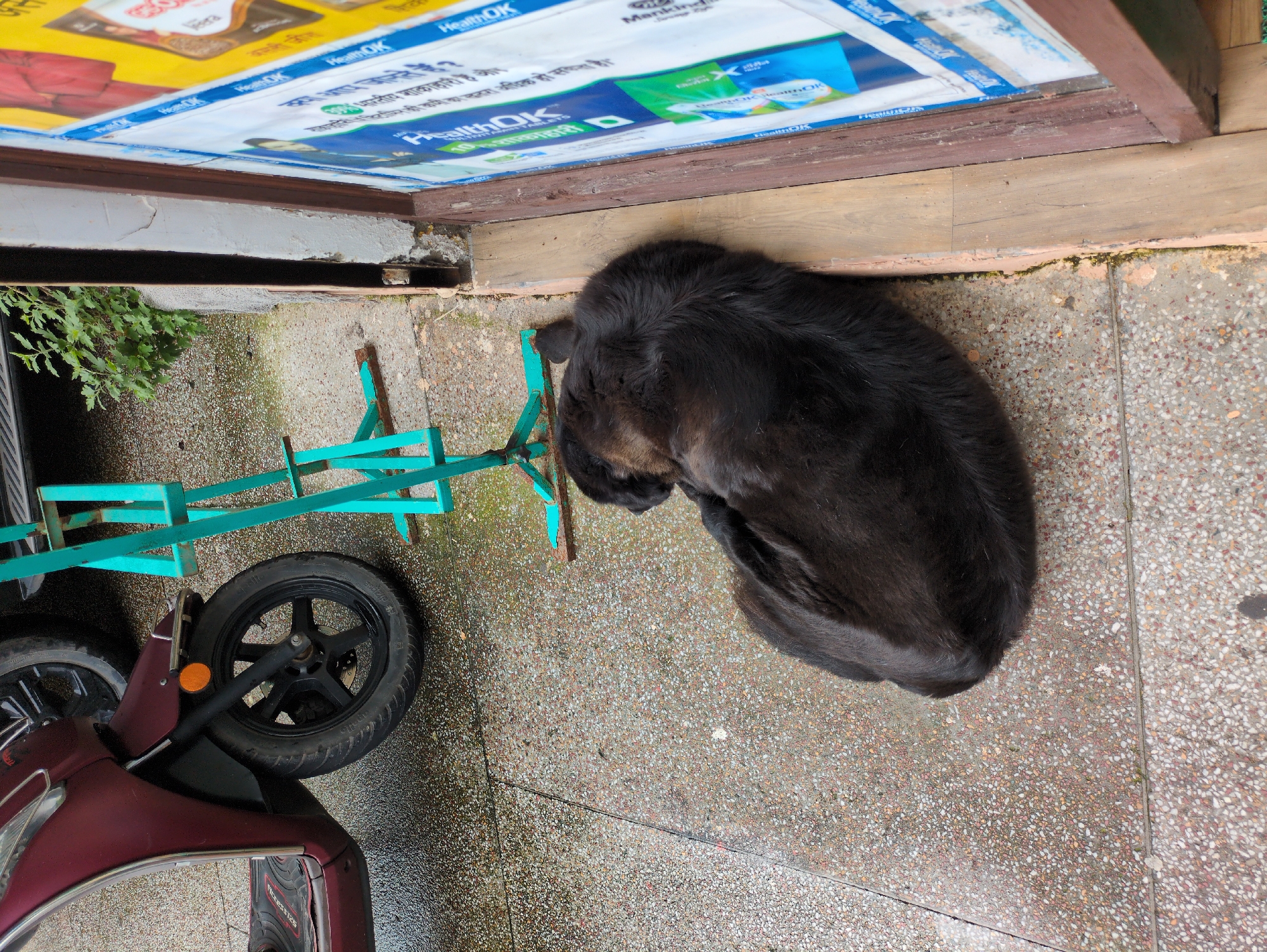 A black dog is sleeping curled up on a wet, speckled concrete sidewalk in Bhagsu, India. The dog is positioned in the center of the frame, facing to the right and slightly upwards. Its fur is thick and appears to be matted in some areas. To the left of the dog, a portion of a maroon colored scooter is visible, with its front wheel and fender in focus. Behind the scooter and to the right of the dog, a teal colored metal stand or structure is present. To the right of the dog, a wooden doorframe with a white wall above it frames a poster with blue and yellow accents. The poster has text in Hindi. The ground is wet, suggesting recent rain.