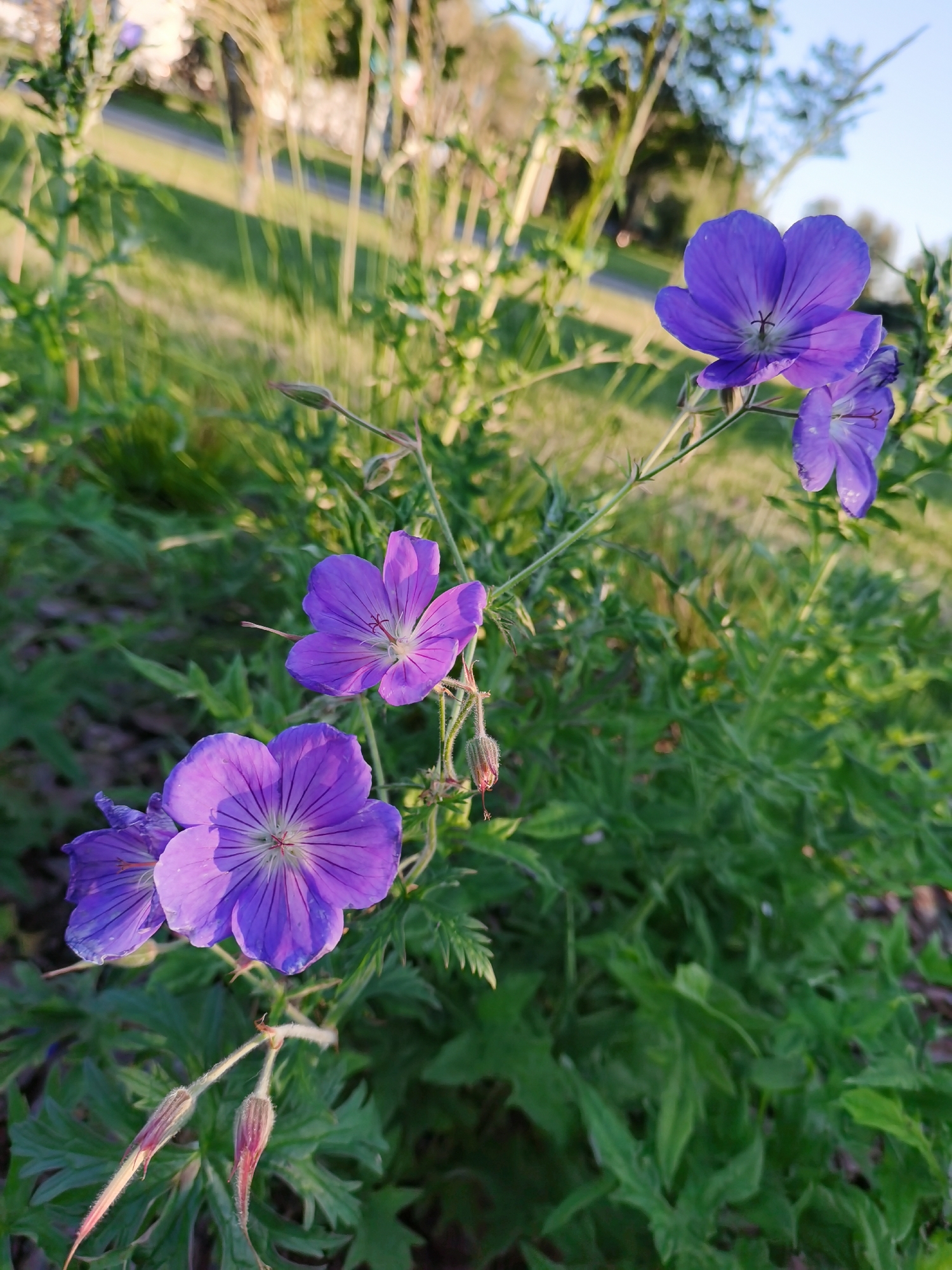 The image is a close-up photograph of several purple flowers with thin, dark veins on their petals. The flowers have a delicate appearance and are clustered together on green stems. The background is blurred, showing a grassy area with some trees and a pathway, suggesting an outdoor setting. The lighting indicates it might be late afternoon or early morning, with sunlight casting a warm glow on the scene. There are no people or animals visible in the image. The overall impression is one of natural beauty and tranquility. The image does not provide any specific geographical markers that would allow for a precise identification of its location within the city of Minsk, Belarus.