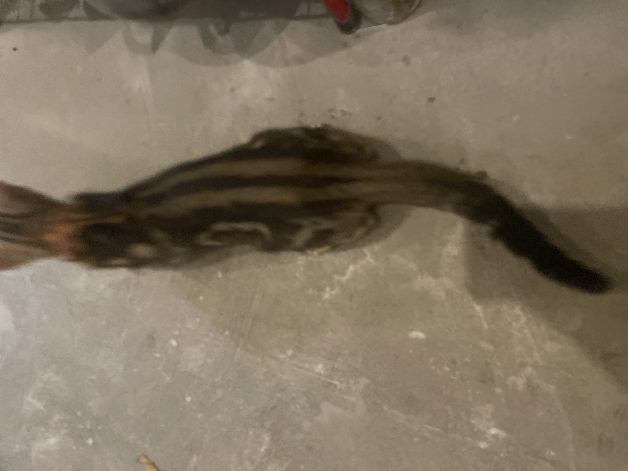 The image shows a dead cat lying on a concrete surface. The cat is striped with a dark tail. The location is unspecified, and there's no evidence to confirm it's in Hijo, Philippines. There are no people visible.