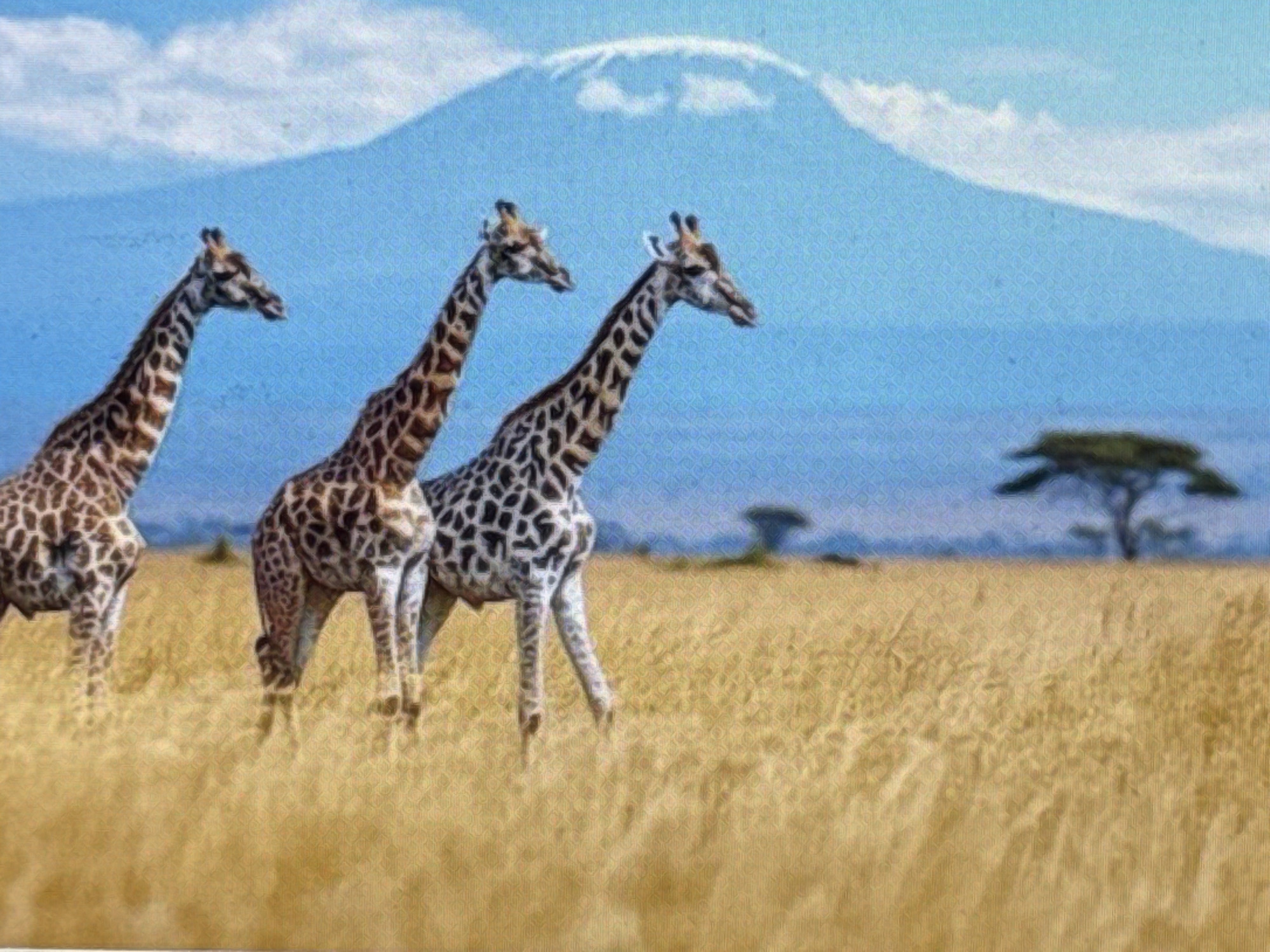 The image displays three giraffes in a savanna landscape. In the background, a snow-capped mountain is visible against a clear blue sky with some clouds. A lone acacia tree stands in the middle ground to the right. The foreground is filled with dry, golden grass. The overall scene depicts a natural habitat for giraffes. There is no indication of the city of Pushkino, Russia in this image.