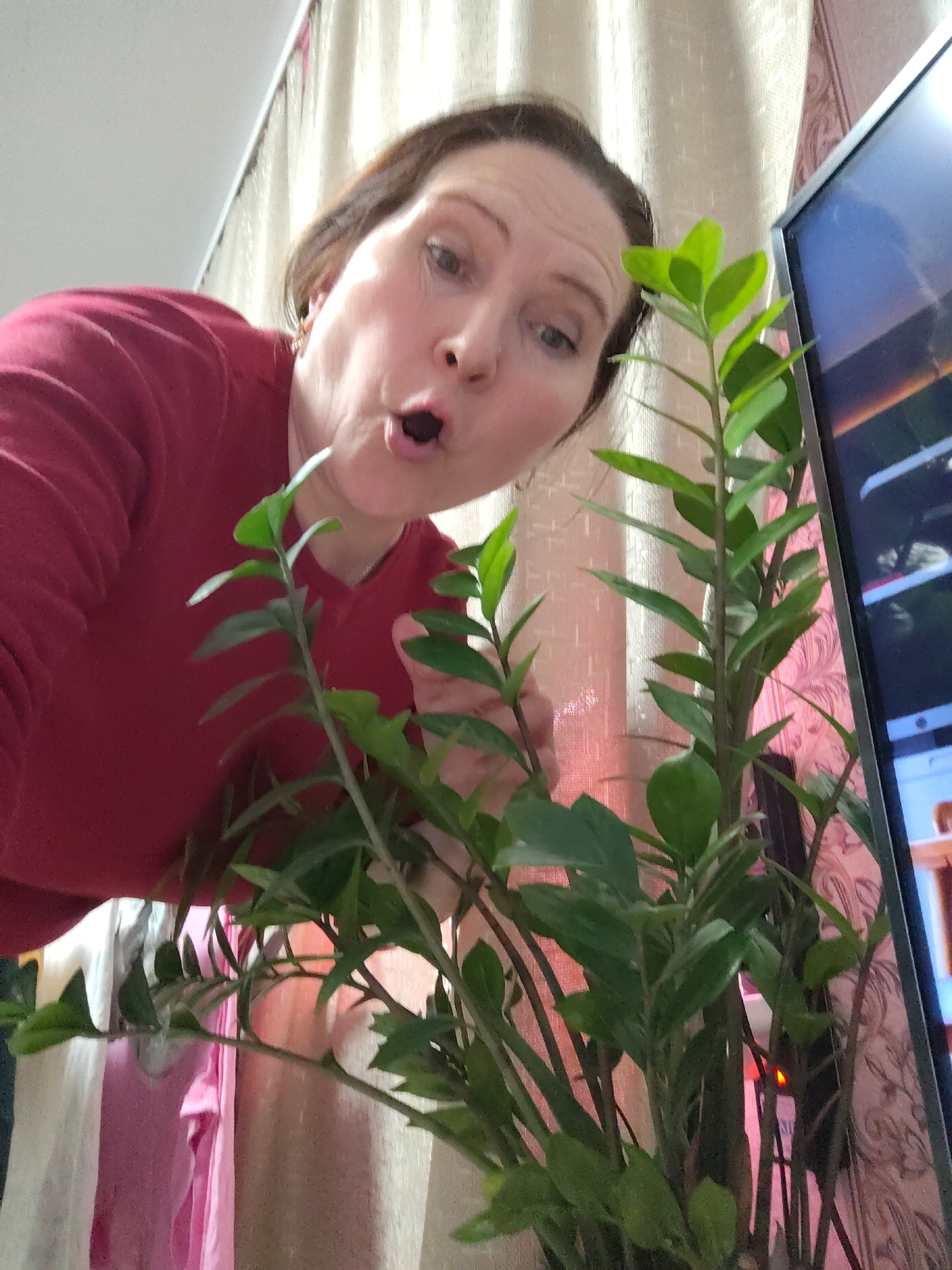 An indoor, low-angle shot captures a woman leaning into the frame with a surprised or gasping expression. The woman, with brown hair and wearing a red long-sleeved top, looks down with her mouth open in an "O" shape. Her eyes are wide and focused.
A large, leafy green houseplant, possibly a Zamioculcas zamiifolia (ZZ plant), occupies a significant portion of the lower and central foreground, with its numerous stems and glossy leaves partially obscuring the woman's body. To the right, a black flat-screen television or monitor is visible, displaying an unclear image.
The background features light-colored, patterned curtains on the left and a wall with textured wallpaper, likely floral or damask, on the right. In the lower-left, behind the plant, items of clothing in pink and white are hanging, suggesting a drying rack or clothesline. The ceiling is visible in the upper left corner.
The scene depicts a casual home environment, possibly a living room or bedroom. The woman's expression suggests a moment of surprise, excitement, or a playful reaction. There is no visible text in the image. The implied location context is Сусады-Эбалак, Russia.