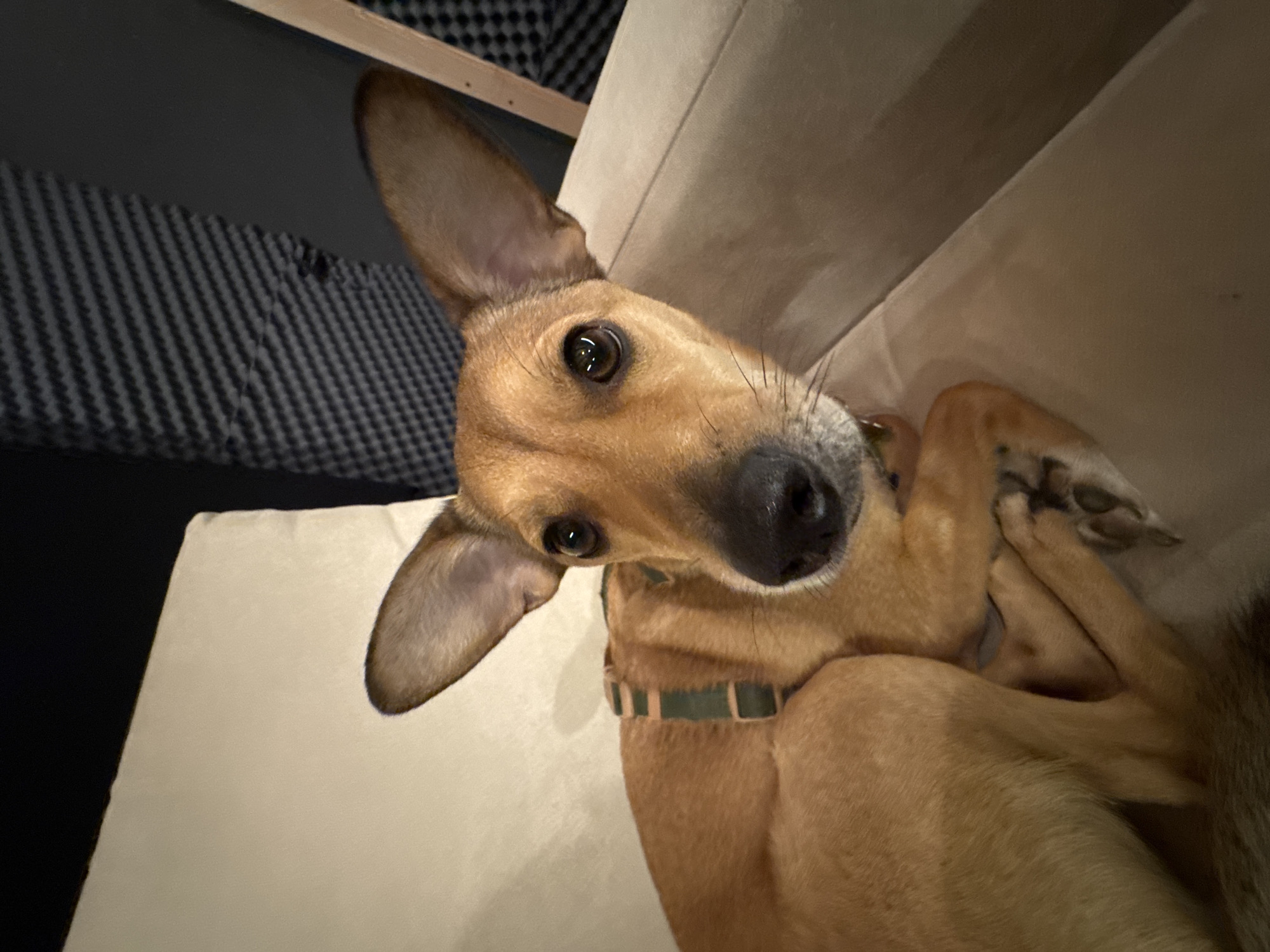 A tan-colored dog with large ears is lying on a light-colored couch, looking directly at the camera. The dog has a dark nose and brown eyes. It wears a green collar. The background includes a gray wall with a textured pattern. The location is unknown and there is no evidence to suggest it is in Plovdiv, Bulgaria.