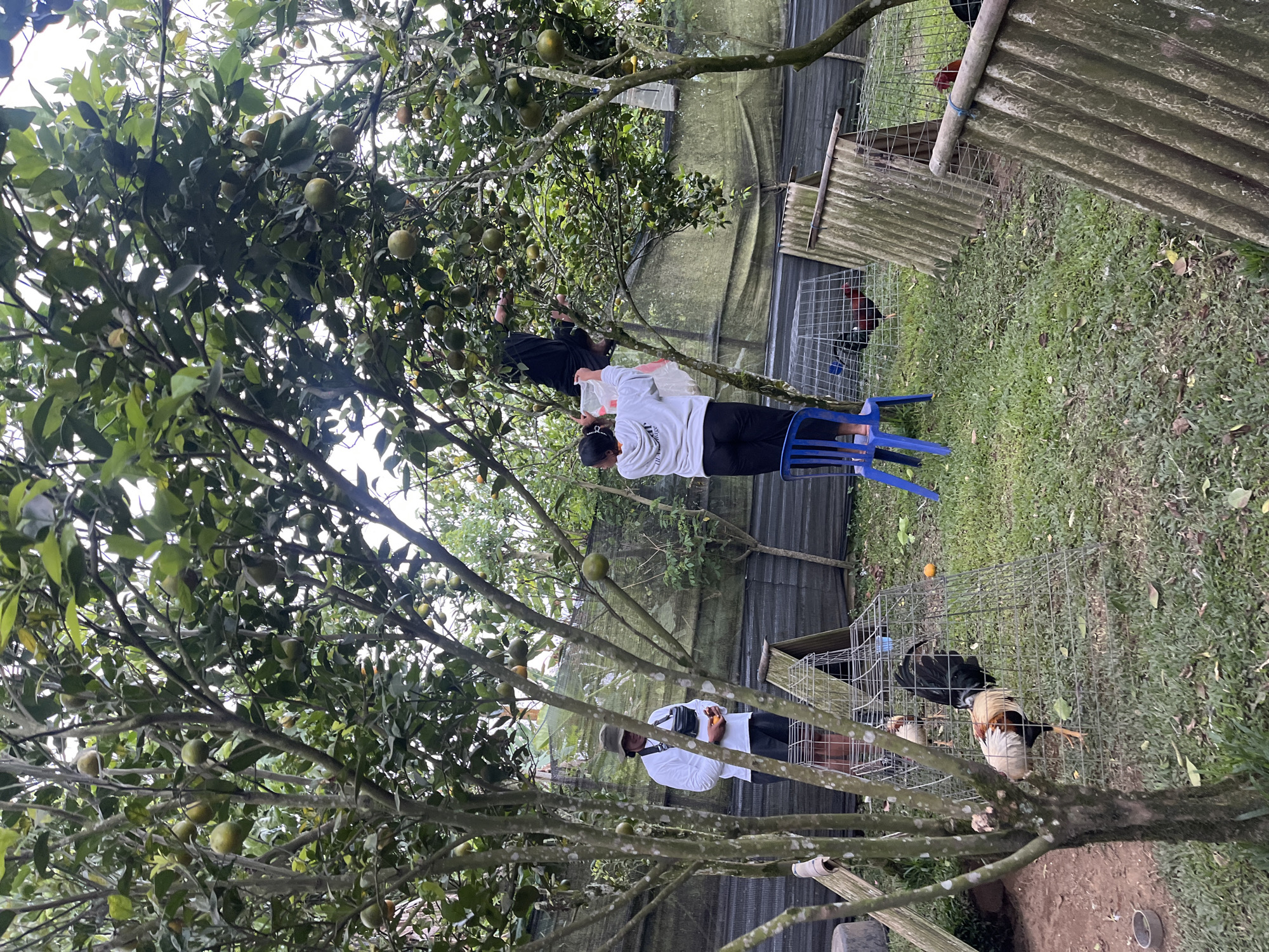 This image captures a rural outdoor scene in Petang, Indonesia, likely a backyard or small farm. Two individuals are engaged in harvesting fruit from a tree laden with green, unripe oranges. The first person, a male wearing a hat, white long-sleeved shirt, and dark shorts, stands near the base of the tree, holding a few pieces of fruit. The second person, a female, is perched on a blue plastic stool, reaching up into the branches with a white bag. Her dark pants and light-colored hooded sweatshirt suggest practical attire for the activity.
The environment is characterized by lush greenery, with the fruit tree dominating the foreground. In the background, several wire cages house roosters, indicating a possible poultry farming element to the location. The cages are of varying sizes and designs, some covered with corrugated metal for shelter. A dark mesh fence runs along the perimeter, separating the cultivated area from what appears to be more natural vegetation or another part of the property. The ground is covered in grass and scattered leaves. The overall impression is one of a working farm or homestead, where fruit is being harvested and chickens are being raised.