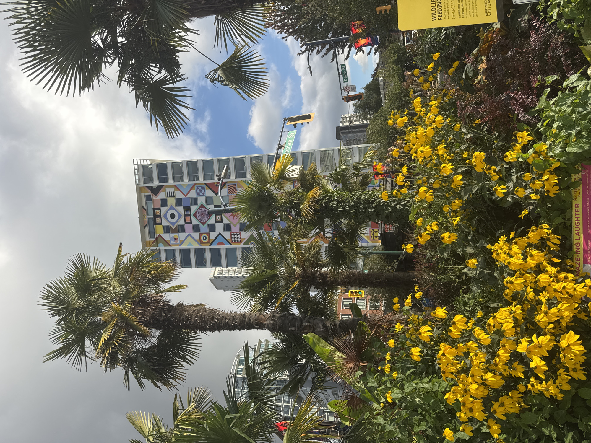 The image depicts a street scene in Vancouver, Canada, likely in the downtown area, characterized by lush greenery and urban architecture. Dominating the foreground is a dense arrangement of bright yellow flowers, possibly Rudbeckia, with broad green leaves. Several palm trees, with their distinctive fronds, are strategically placed, partially obscuring the view of the buildings behind them.
In the mid-ground, a modern high-rise building stands out with a vibrant, abstract mural adorning its facade. The mural is a colorful geometric design featuring squares, circles, and triangles in shades of blue, pink, yellow, white, and black. Traffic signals and street signs are visible, with one reading "Brennman St" and another "Davie St," indicating intersecting streets. The sky is a mix of grey clouds and patches of blue, suggesting dynamic weather conditions.
Further in the background, other contemporary urban buildings are visible, some with glass facades, typical of a city skyline. There are no people clearly depicted in the scene, but the presence of street furniture and infrastructure suggests a public urban space. The overall impression is one of a well-maintained public garden within a bustling city environment, where nature and modern architecture coexist.