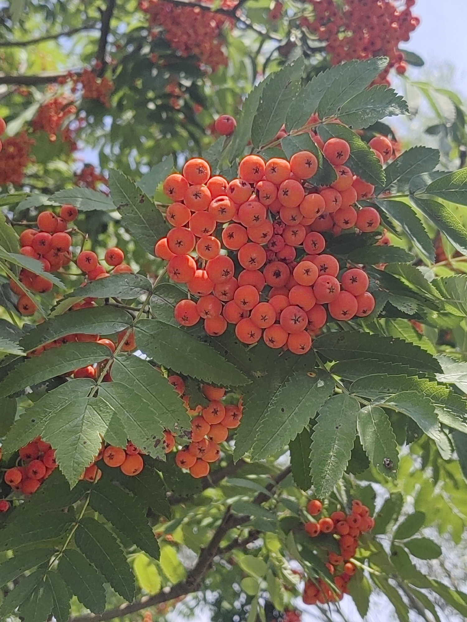 A close-up, eye-level shot captures a branch laden with clusters of small, bright orange berries and dark green, serrated leaves. The berries are round, with visible star-shaped calyx remnants at their tips. The leaves are textured and have a slightly glossy finish. The background is softly blurred, showing more clusters of berries and leaves, as well as hints of a bright blue sky and sunlight filtering through. The image appears to be taken outdoors on a sunny day, with the focus sharp on the main cluster of berries and leaves in the foreground.