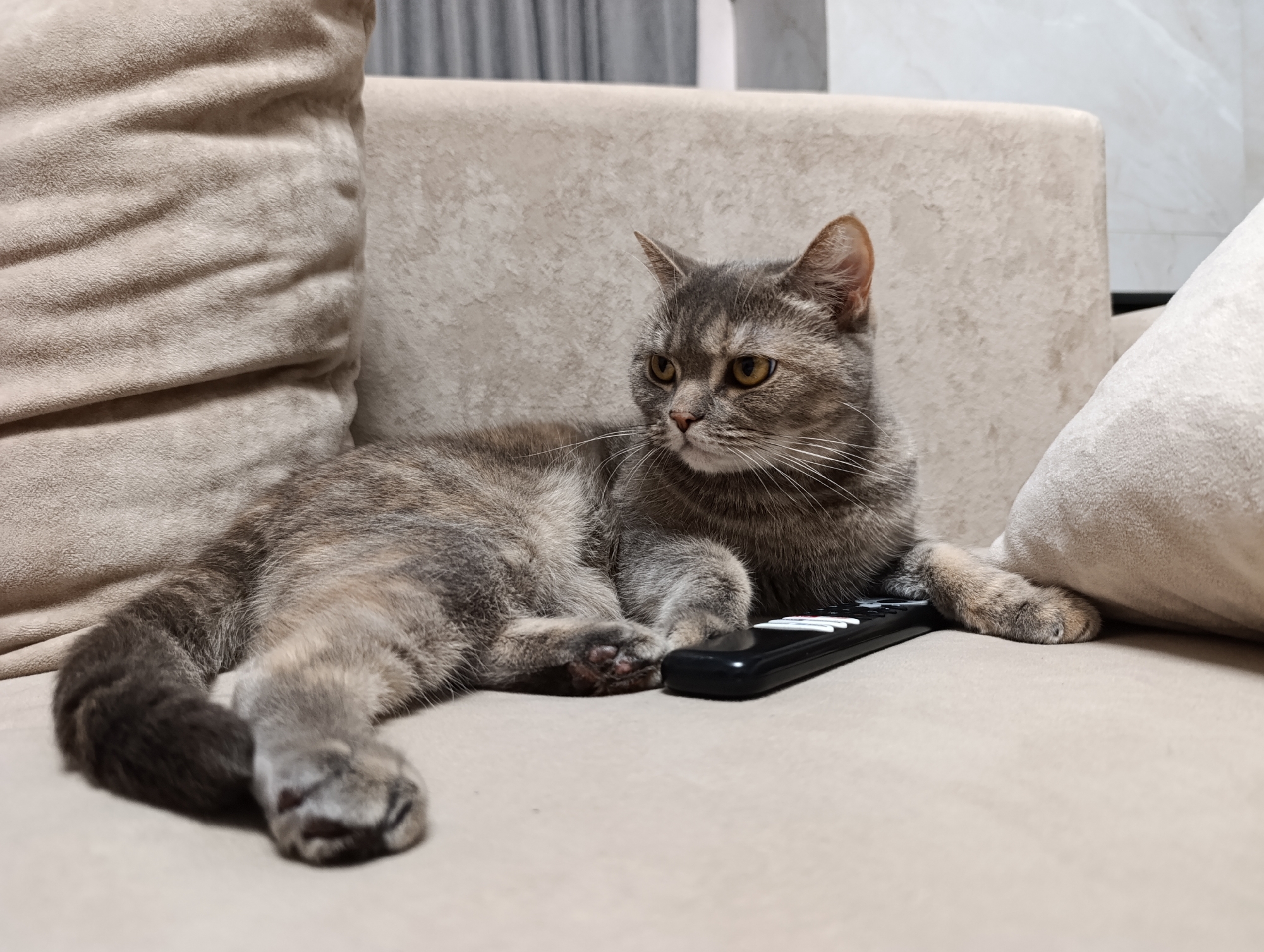 A gray tabby cat is lounging on a beige couch, paws resting on a black remote control. The cat is looking to the left, away from the viewer. The couch has a pillow on the right and a cushion on the left. The background is out of focus but shows what appears to be a wall and curtains. The image was taken in an indoor setting. The location of Chaikovsky, Russia is not discernible from the image.