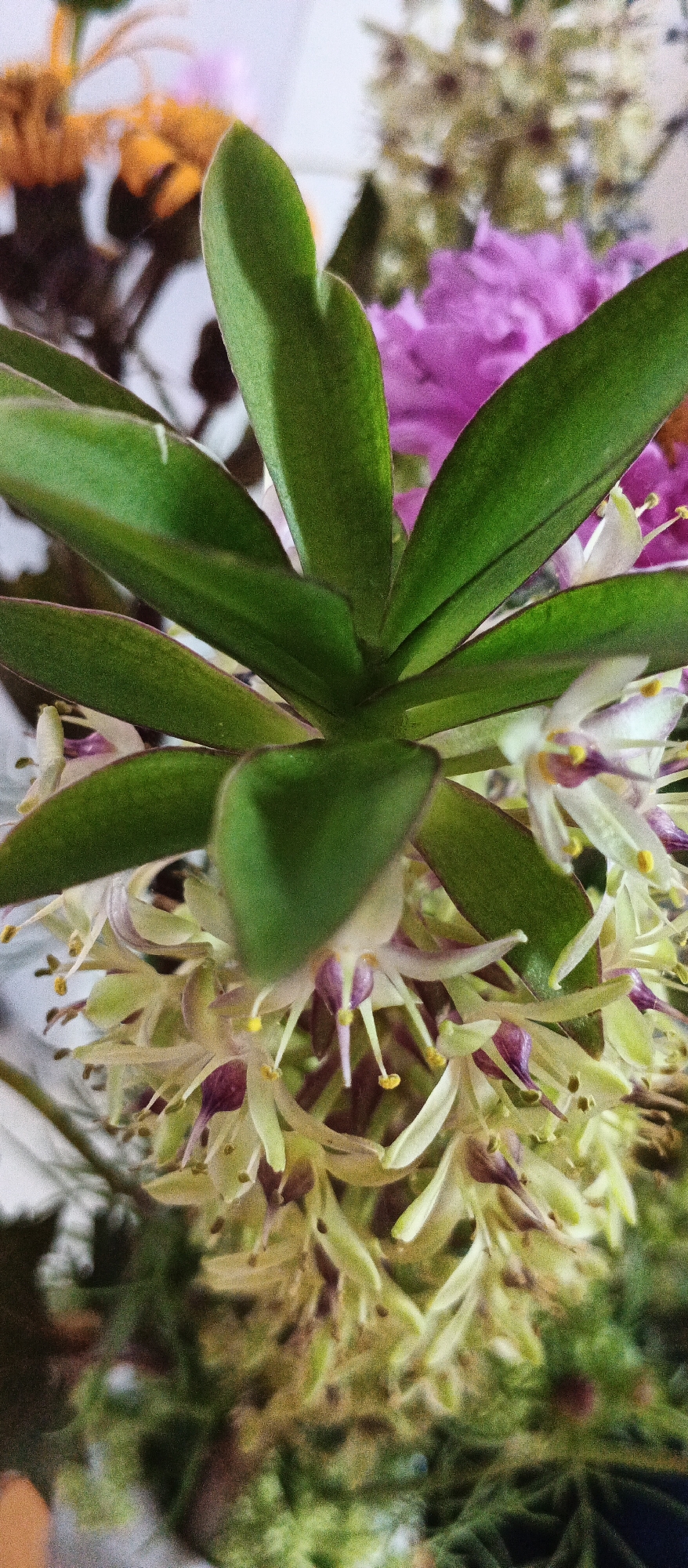 This image is a close-up, vertical, low-angle, natural light photograph of a floral arrangement. The dominant subject is a plant with broad, deep green leaves and a cluster of delicate, pale green and white flowers with purple accents. The flowers are star-shaped with prominent yellow stamens and wispy purple filaments. The background is blurred, showing hints of other flowers in shades of purple and orange, as well as greenery. The setting appears to be indoors, possibly a home or a florist shop, given the arrangement of flowers. There is no discernible indication of the specific location within the city of Smila, Ukraine.