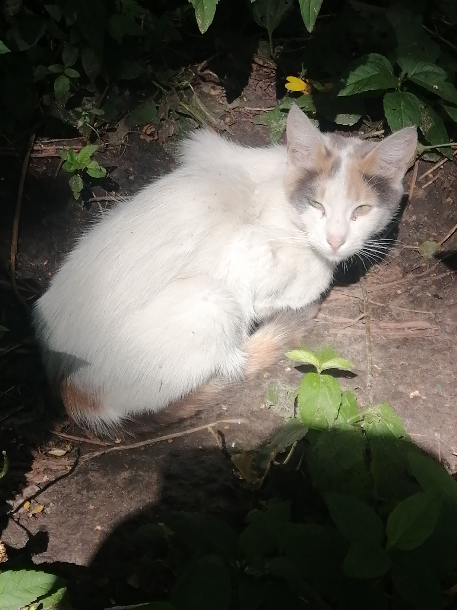 A calico cat with white, grey, and orange markings is curled up on the ground amidst foliage and dirt. The cat's eyes are partially closed. The scene is outdoors, possibly in a garden or park, with dappled sunlight falling on the cat and the surrounding vegetation. The location is identified as the city of Kremenchuk, Ukraine.