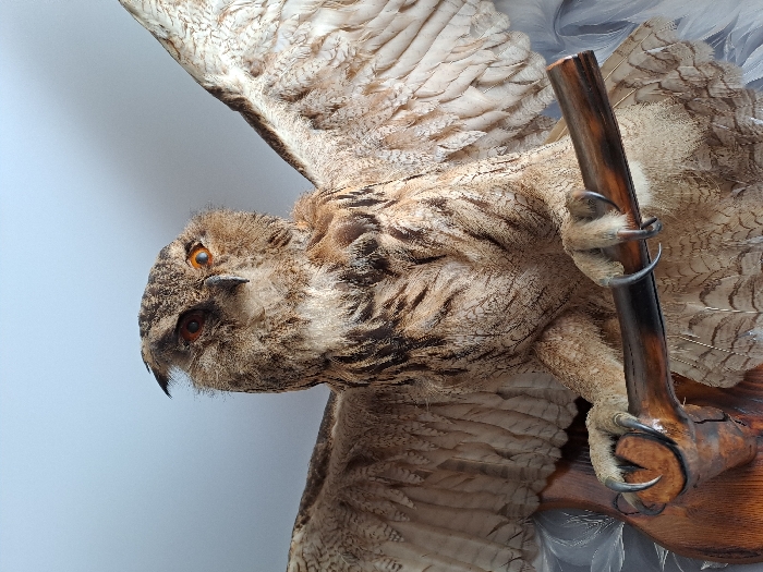A taxidermied Eurasian Eagle-Owl (Bubo bubo) is depicted against a plain, light blue-grey background in an indoor setting within the city of Полянки, Russia. The owl is mounted with its wings partially spread upwards and outwards, showcasing its brown and beige mottled plumage with darker streaking on its body and lighter, cream-colored feathers on the underside of its wings. Its head is turned slightly to the viewer's right, revealing its prominent dark ear tufts, a dark, hooked beak, and deep orange-yellow eyes, with the right eye appearing to have a more reflective pupil. Its sharp, dark talons are firmly gripping a dark brown, irregularly shaped wooden perch. Below the perch, a portion of a darker, possibly stained wooden base or plaque is visible. Transparent, possibly plastic or cellophane material is present near the base of the owl's wings on both sides, suggesting a protective covering or part of the mounting structure.