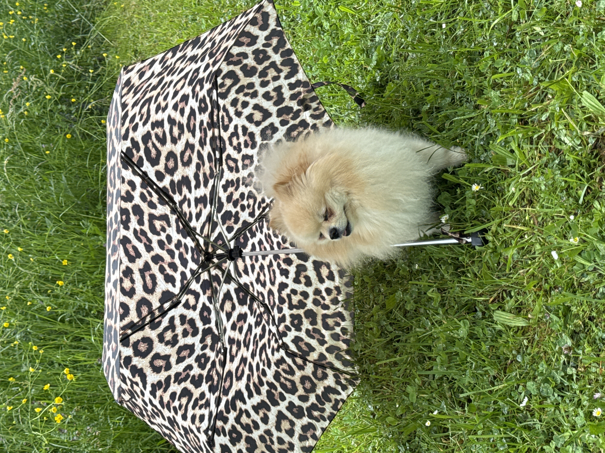 An overhead shot depicts a tan Pomeranian dog resting on a leopard-print umbrella in a grassy area. The dog is lying down, facing towards the right of the image. The umbrella is positioned on the left, its ribs and handle visible. The location appears to be a grassy area, possibly in Bietigheim-Bissingen, Germany, with some small yellow and white flowers interspersed in the grass. No people are visible.