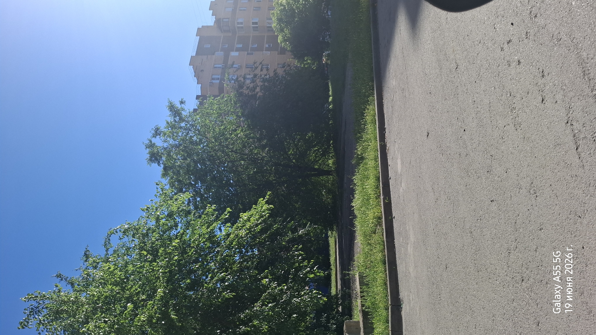 The image depicts a street scene with lush green trees in the foreground and a multi-story apartment building in the background under a clear blue sky. The foreground features a paved area, possibly a road or parking lot, with a strip of grass and a curb separating it from a patch of more overgrown grass and a concrete structure. The apartment building is modern, with a light-colored facade and numerous windows. The overall impression is one of a sunny day in a residential urban environment. The bottom left corner of the image contains a watermark indicating "Galaxy A55 5G" and a date in Russian: "19 июня 2026 г." which translates to "June 19, 2026".