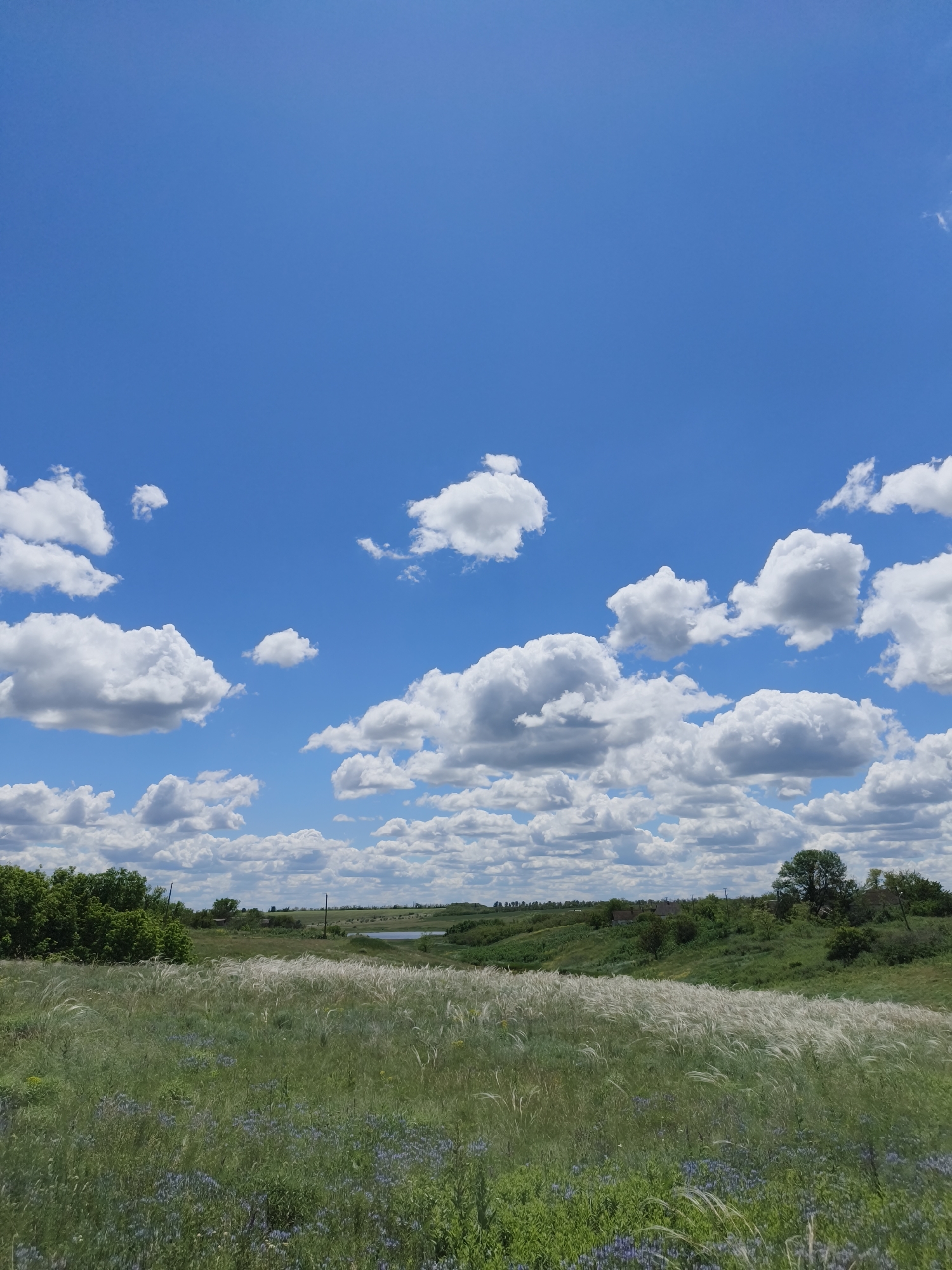 The image depicts a rural landscape under a partly cloudy sky. The foreground consists of a field with various grasses and purple wildflowers. In the mid-ground, there is a patch of distinctive silver feather grass. Beyond the field, a line of trees, bushes, and scattered houses are visible, suggesting a small settlement. In the distance, a small body of water can be seen. The sky occupies a significant portion of the frame and is blue with fluffy white clouds. There is no evidence of people or active interaction in the scene. The environment appears to be a typical rural area, possibly located in the Poltavka region of Ukraine, given the context. The location is characterized by its flat or slightly undulating terrain and vegetation consistent with the region's climate.