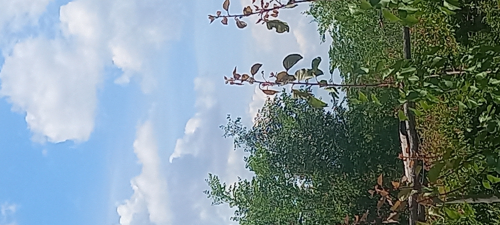 The image captures an outdoor scene in Kryvyi Rih, Ukraine, under a bright blue sky with scattered white cumulus clouds. The upper portion of the frame displays the sky and clouds. The middle and lower sections are densely populated with green foliage, consisting of various trees and shrubs. In the foreground, multiple slender plant stems with both green and reddish-brown leaves are visible. A horizontal, elongated, light-colored object, possibly a tarp or a portion of a structure, is partially visible and obscured by foliage in the mid-ground. No people or animals are present.