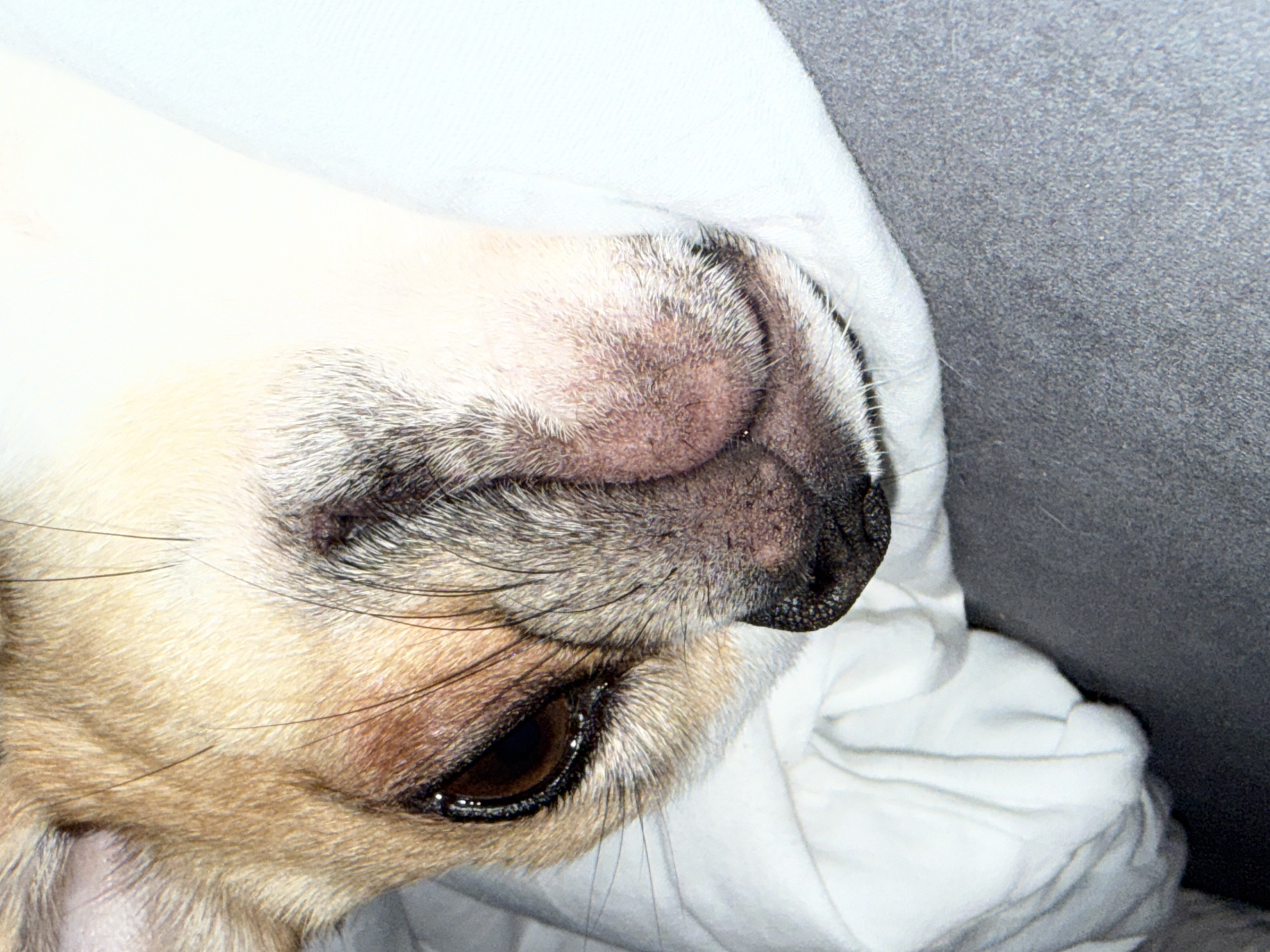 The image shows a close-up of a dog's face, possibly a pug or a similar breed, lying on a white fabric, likely a blanket or sheet. The dog's nose is dark and wrinkled, with visible whiskers and a brown eye. The background includes a grey surface. There is no indication of the location being in Berlin, Germany.