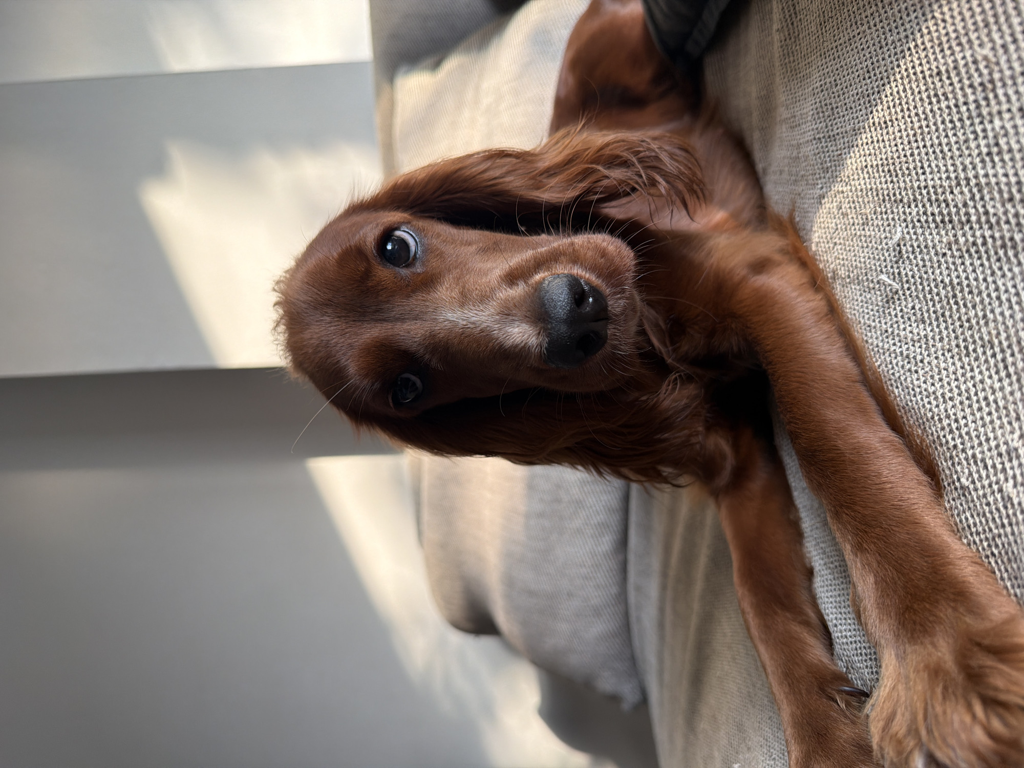 A brown Irish Setter dog lies on a gray, textured sofa. The dog is facing the camera with its head tilted. Its legs are extended along the sofa. Light from a window casts a shadow on the wall in the background. The location is presumed to be indoors in Chang Phueak, Thailand, but there is no verifiable evidence of the location in the image itself. There are no people visible.