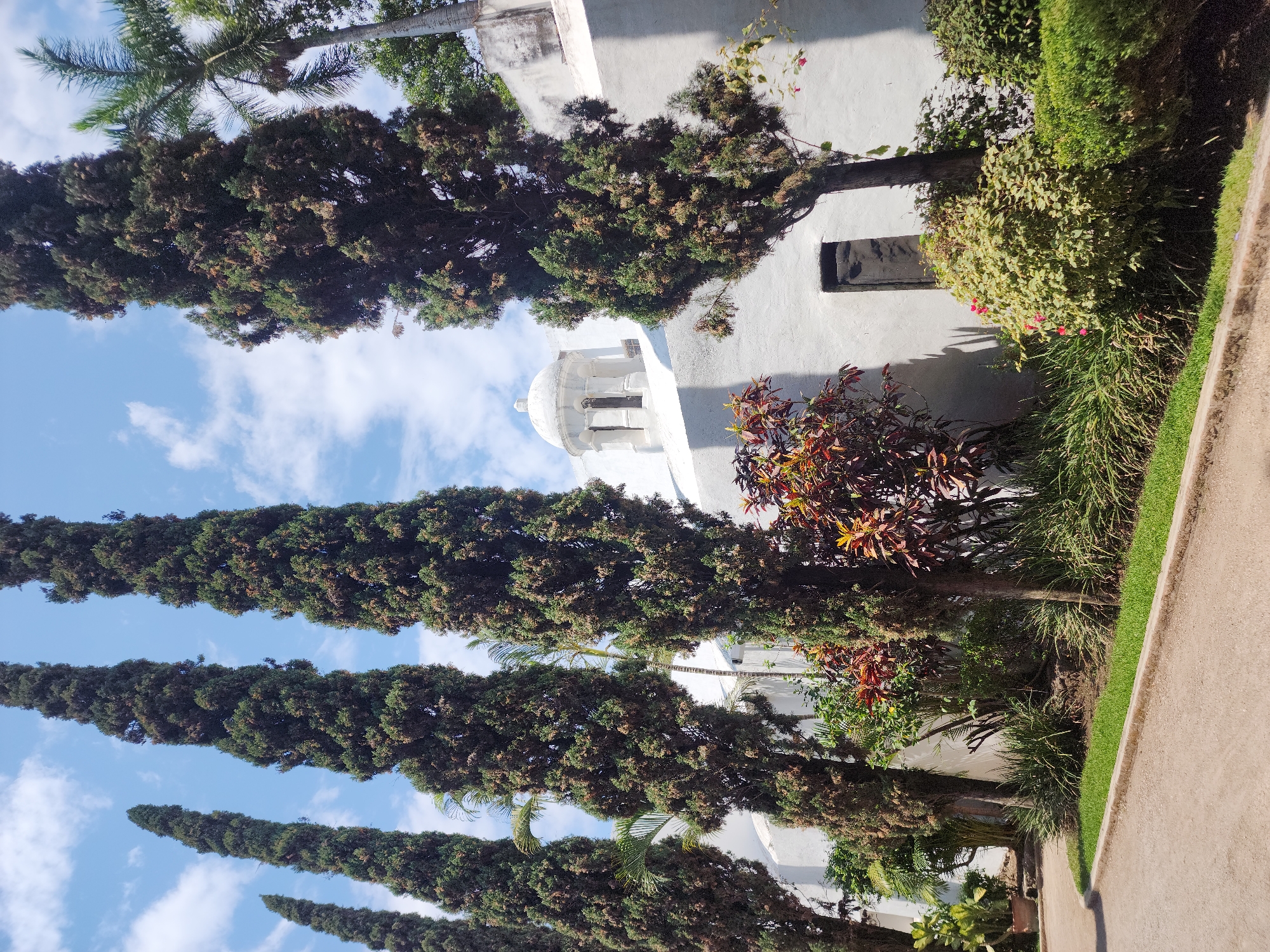 Captured in Unknown, Unknown, the image presents a landscape dominated by towering, coniferous trees filling the frame, with glimpses of blue sky and scattered clouds in the background. The trees partially obscure a white building featuring a domed architectural element. Lush greenery is visible on the right side of the frame, alongside a paved pathway. No people are present in the view.