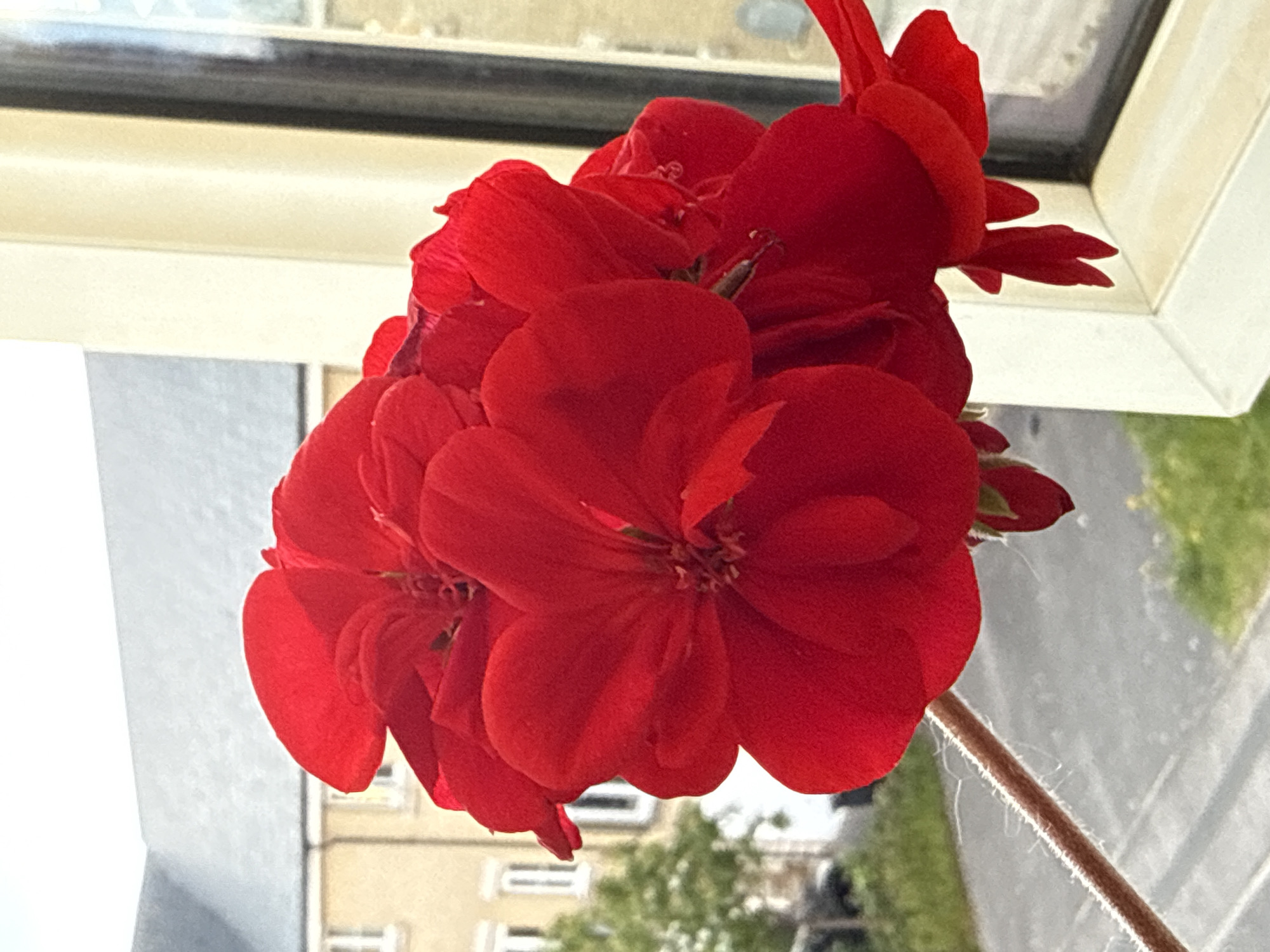 The image depicts a cluster of red geranium flowers in full bloom, positioned near a window with a white frame. Outside the window, there is a blurry view of buildings, including a light-colored building with visible windows and greenery, which may be trees or shrubs. The location is the city of Great Yarmouth, United Kingdom. The flowers are the primary subject, with their vibrant red color dominating the scene. The stem of the flower is visible. The image is shot from a close perspective. The environment is blurred but shows an urban setting. There are no people in the frame.