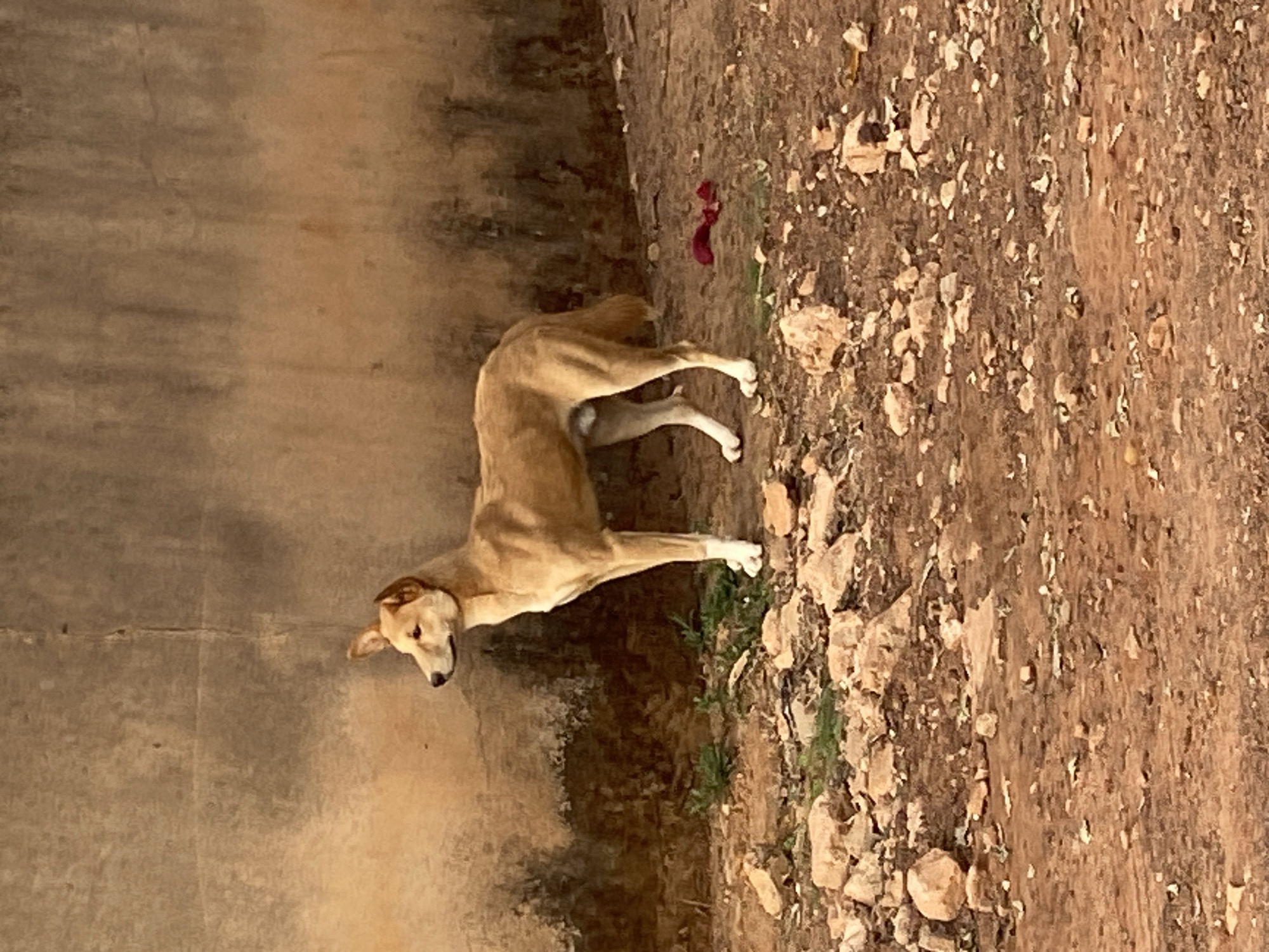 A medium-sized, tan-colored dog stands on rocky ground next to a concrete wall. The dog appears to be a stray or free-roaming animal in an outdoor environment. The ground is covered with light-colored stones and dirt. A small, red object is visible on the ground near the dog. The location is Bukuru, Nigeria.