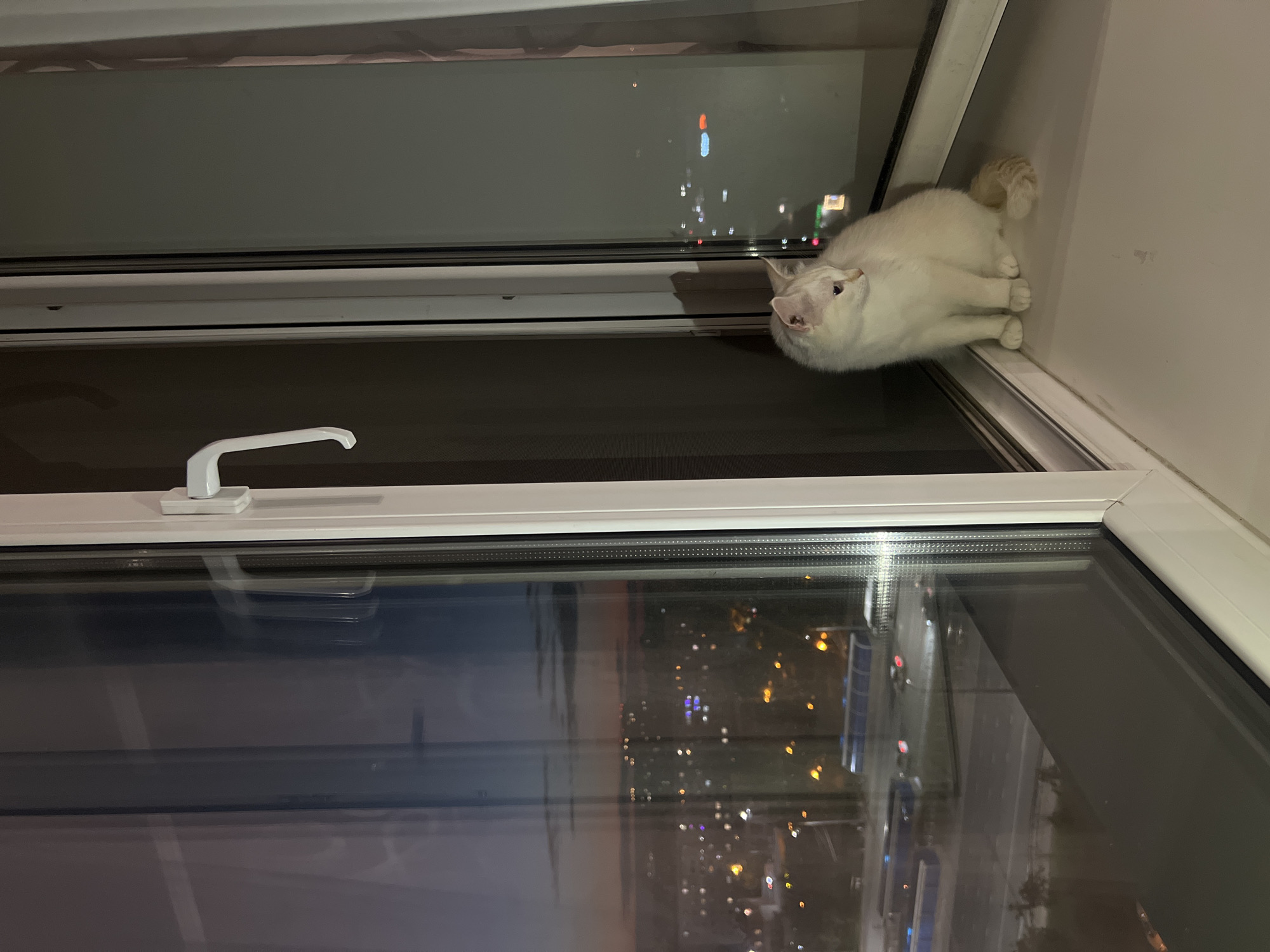 A light-colored cat sits on a windowsill in front of a window that overlooks a cityscape at dusk. The cat is facing to the right, with its tail curled around its body. The window is a double-paned sliding window with a white frame and a white handle. Through the window, city lights are visible, along with some clouds in the sky. The view outside suggests an urban environment with buildings and roads. The lighting in the image is dim, consistent with evening hours.